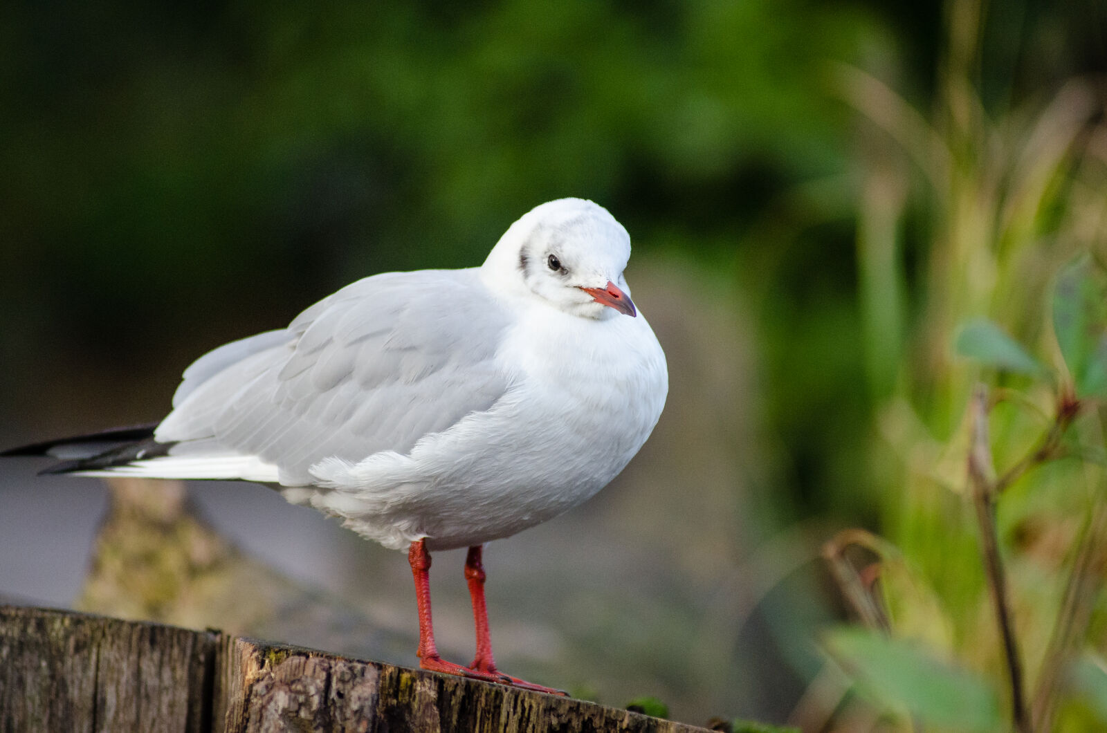 AF Zoom-Nikkor 80-200mm f/2.8 ED sample photo