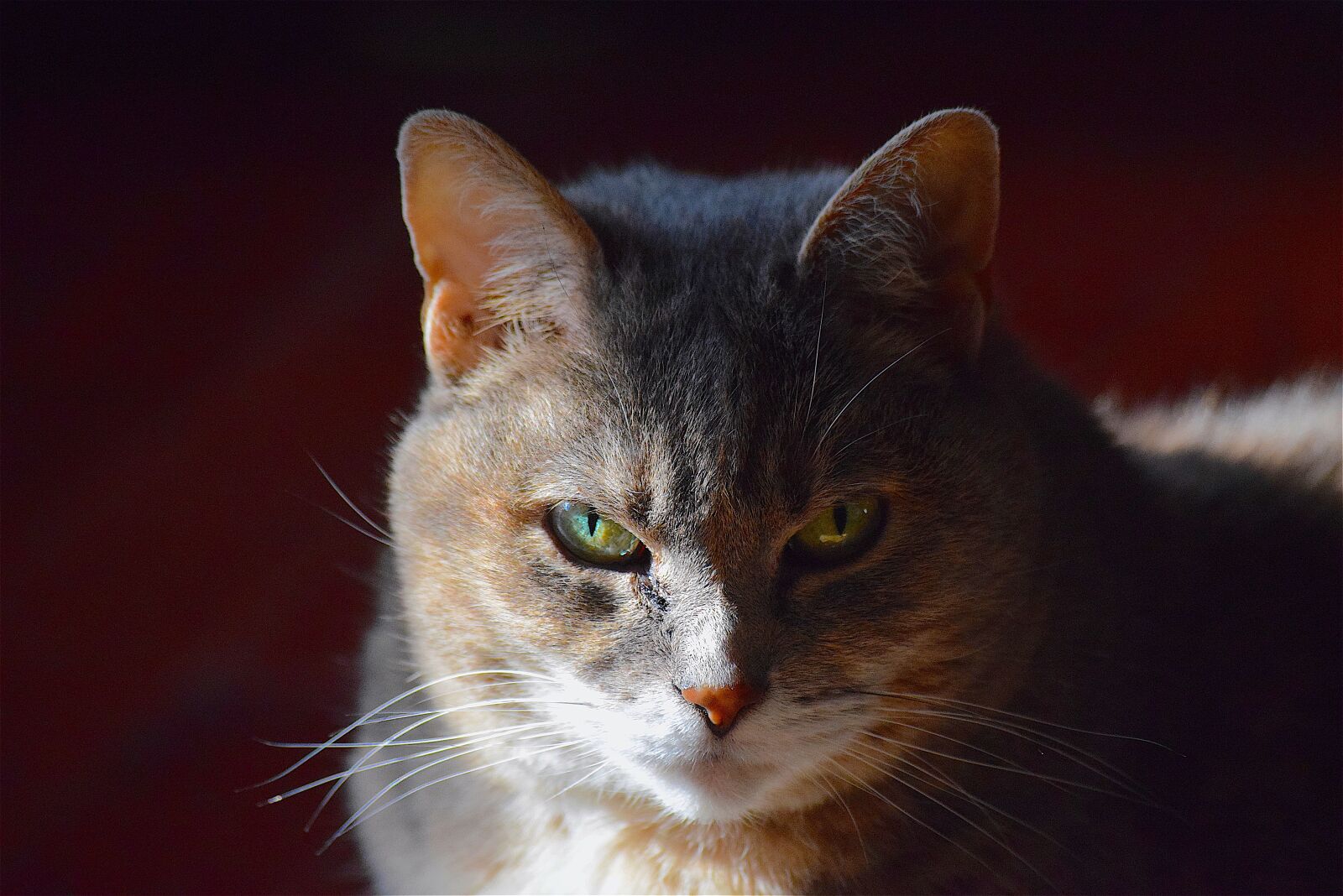 Nikon D3300 sample photo. Cat, portrait, cute photography