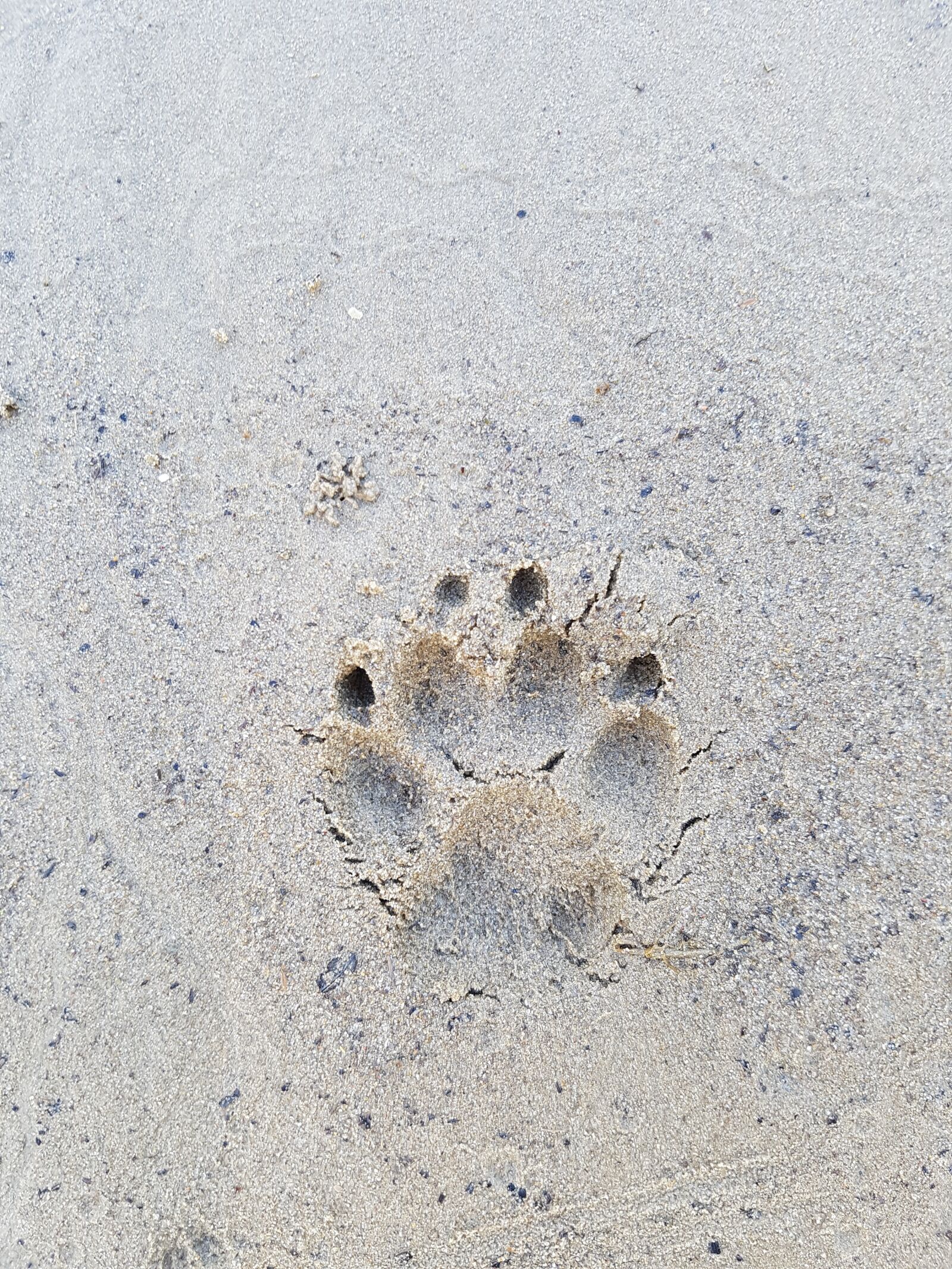 Samsung Galaxy S7 Edge sample photo. Dog, paw, sand photography