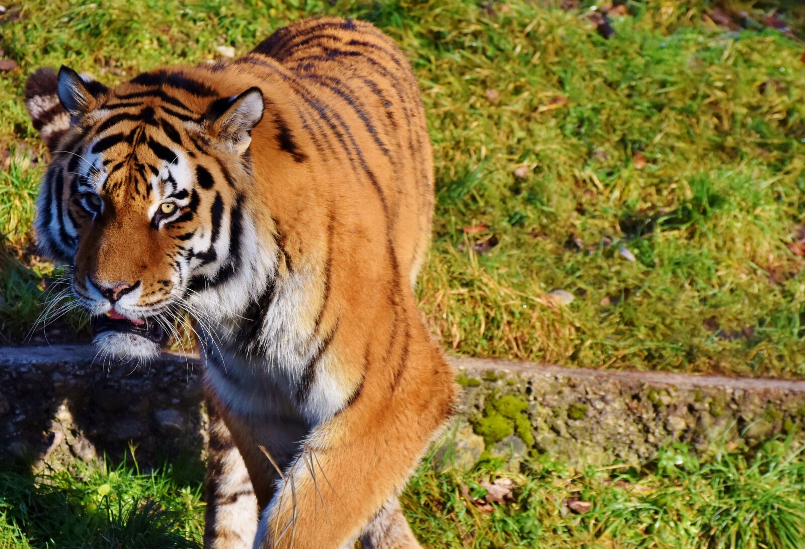 Nikon D7200 sample photo. Tiger, big cat, predator photography