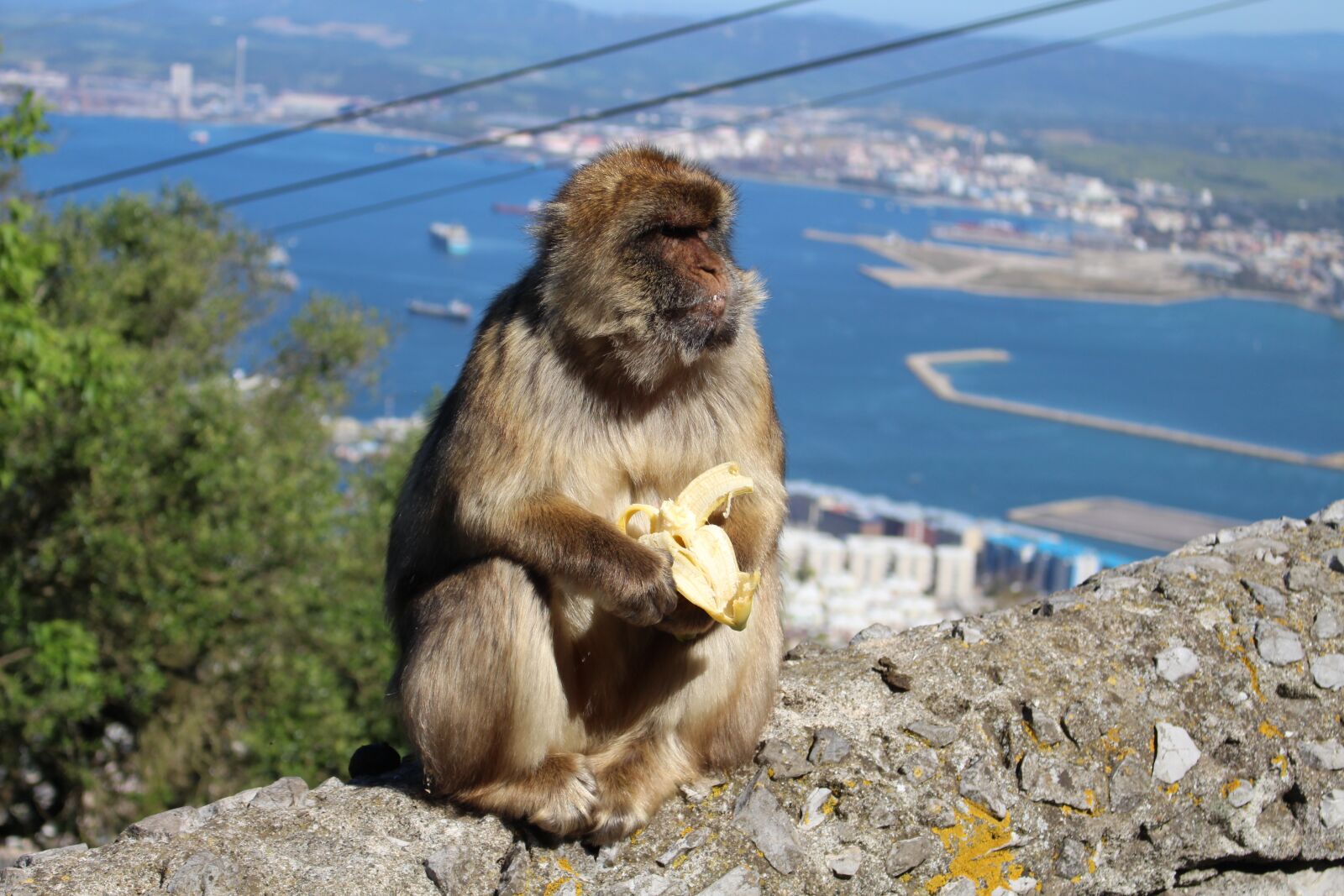 Canon EOS 700D (EOS Rebel T5i / EOS Kiss X7i) sample photo. Ape, banana, gibraltar photography