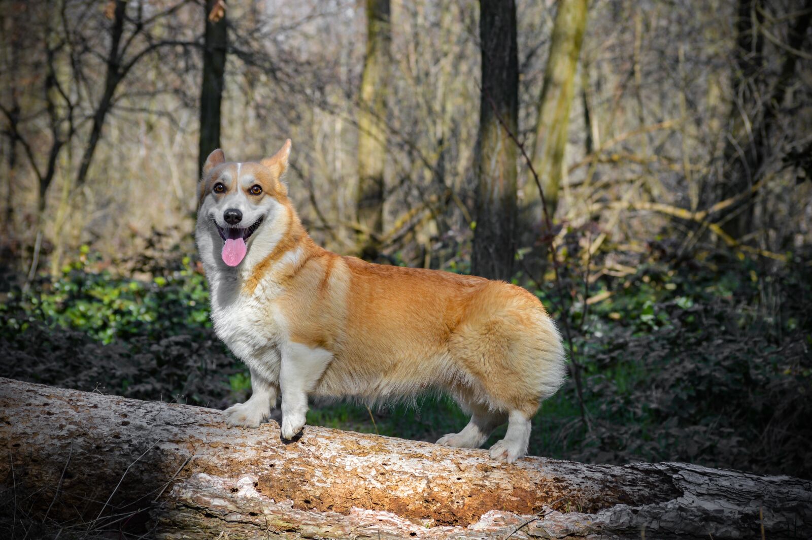 Nikon D3200 sample photo. Welsh corgi pembroke, sight photography