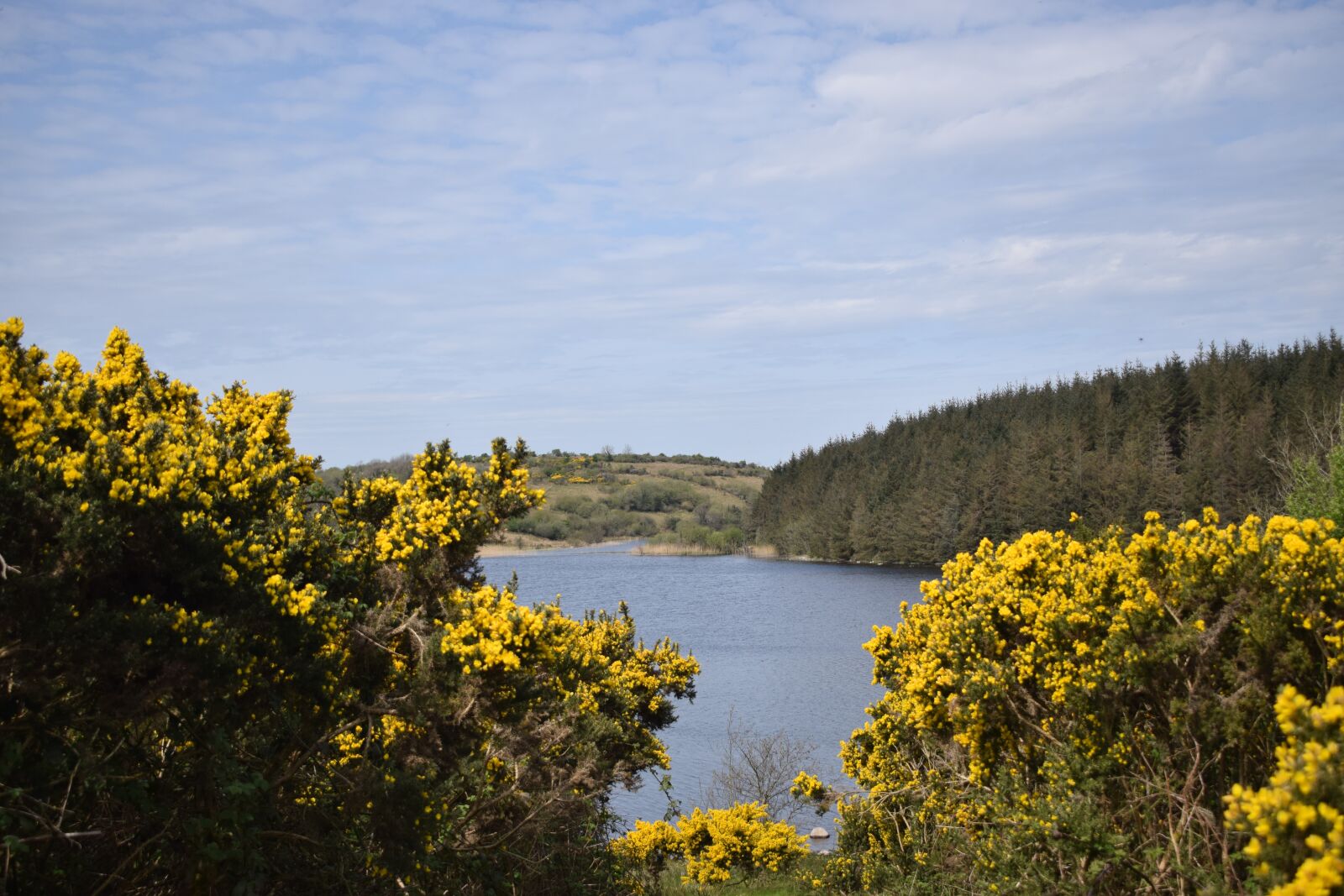 Nikon D3300 sample photo. Gorse, lake, view photography