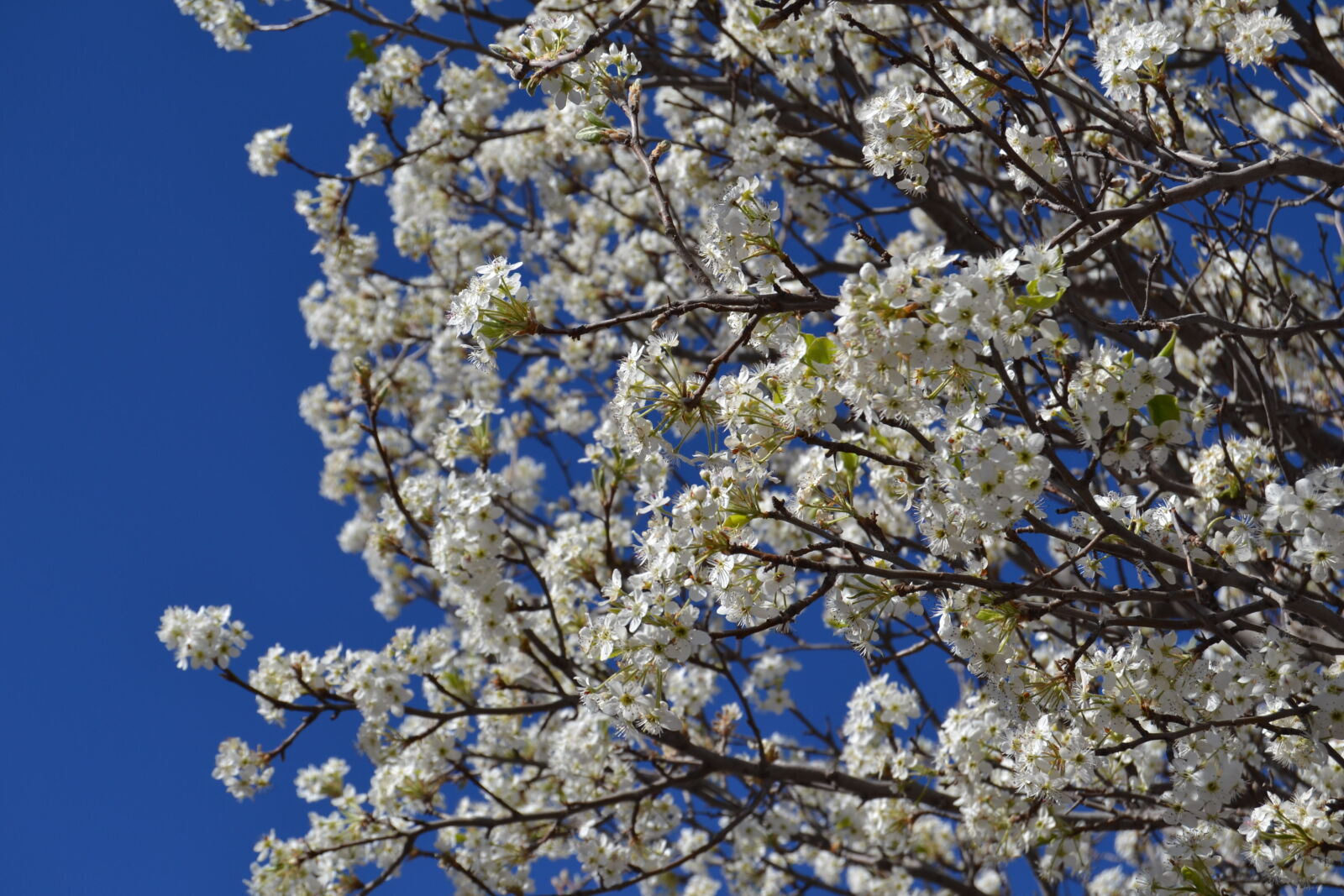 Nikon D3100 sample photo