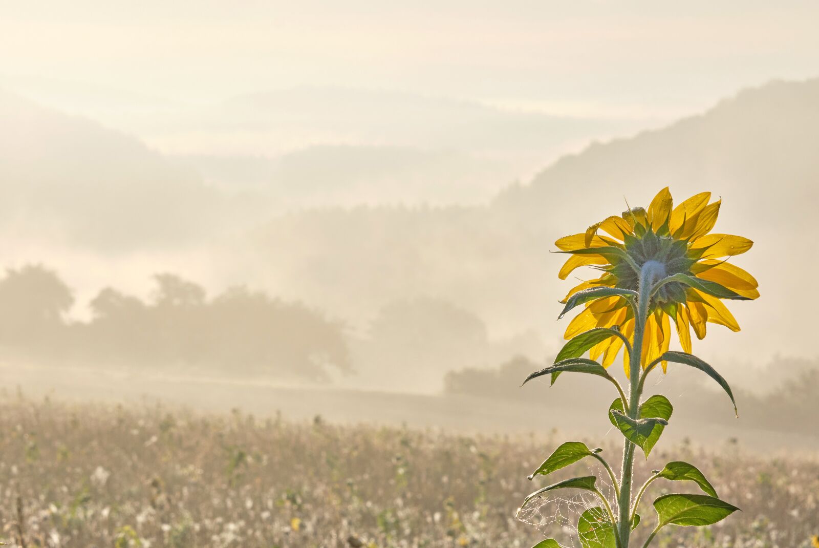 Fujifilm XF 16-80mm F4 R OIS WR sample photo. Sunflower, fog, fields photography