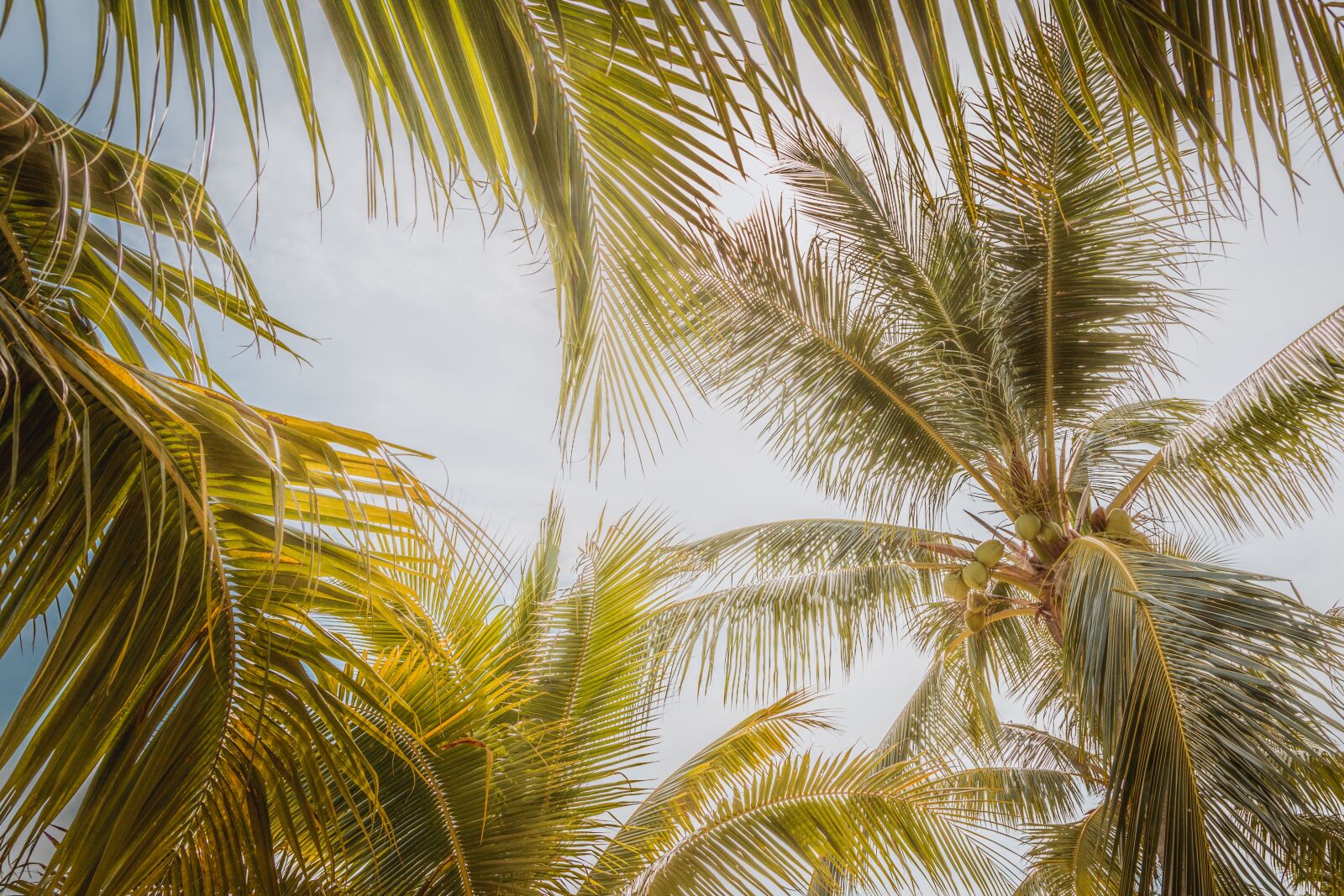 Canon EOS 6D Mark II + Canon EF 24-105mm F4L IS II USM sample photo. Palm trees, view, green photography