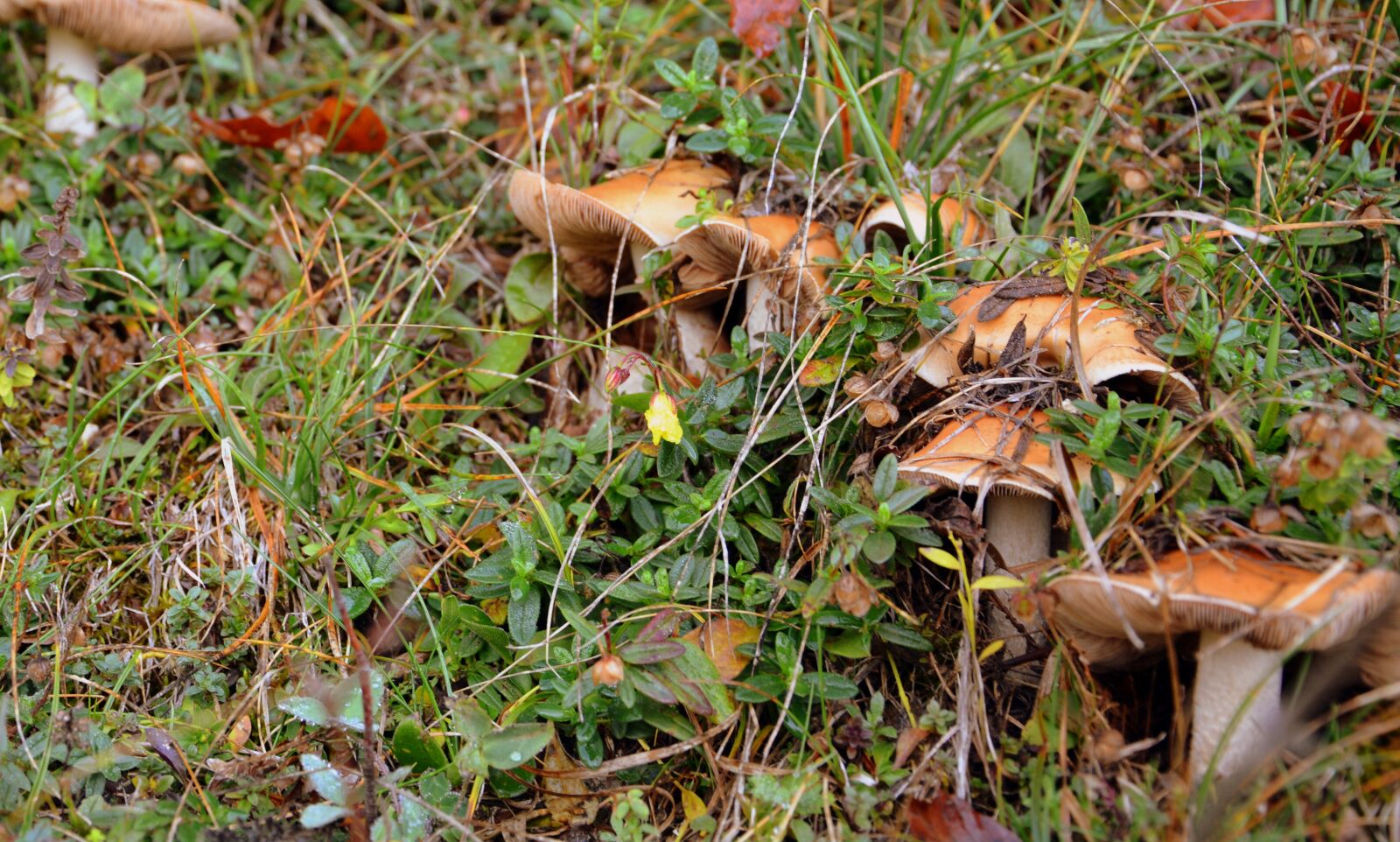 Nikon D7100 sample photo. Fungus, prato, grass photography