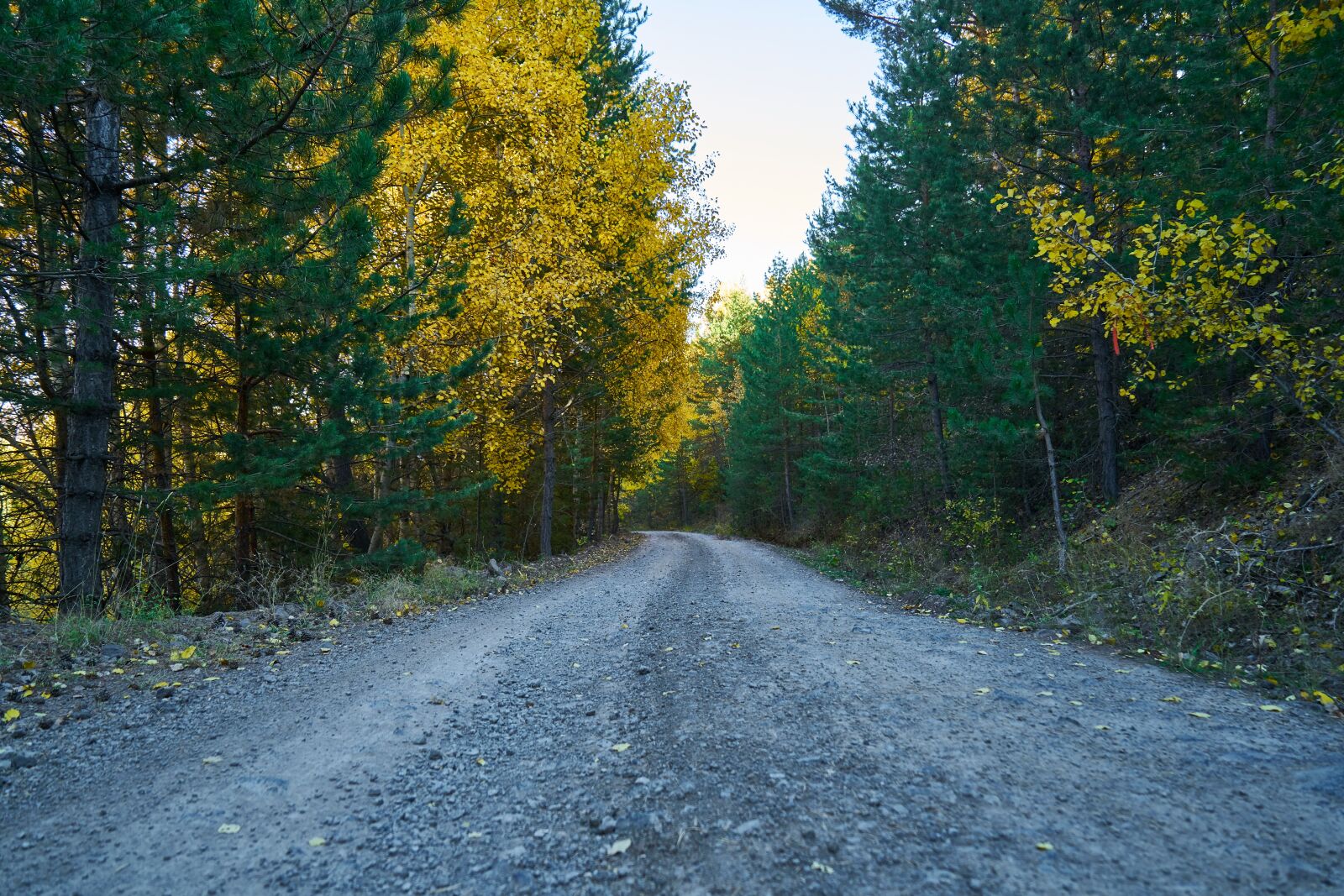 Sony a7R II sample photo. Autumn, forest, yellow photography