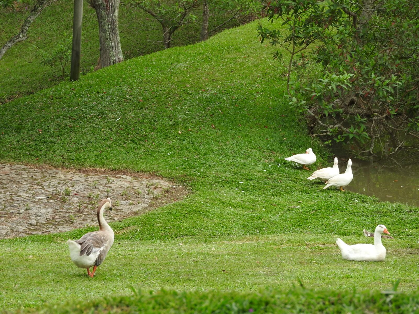 Nikon Coolpix P610 sample photo. Park hotel mantiqueira, barbacena photography