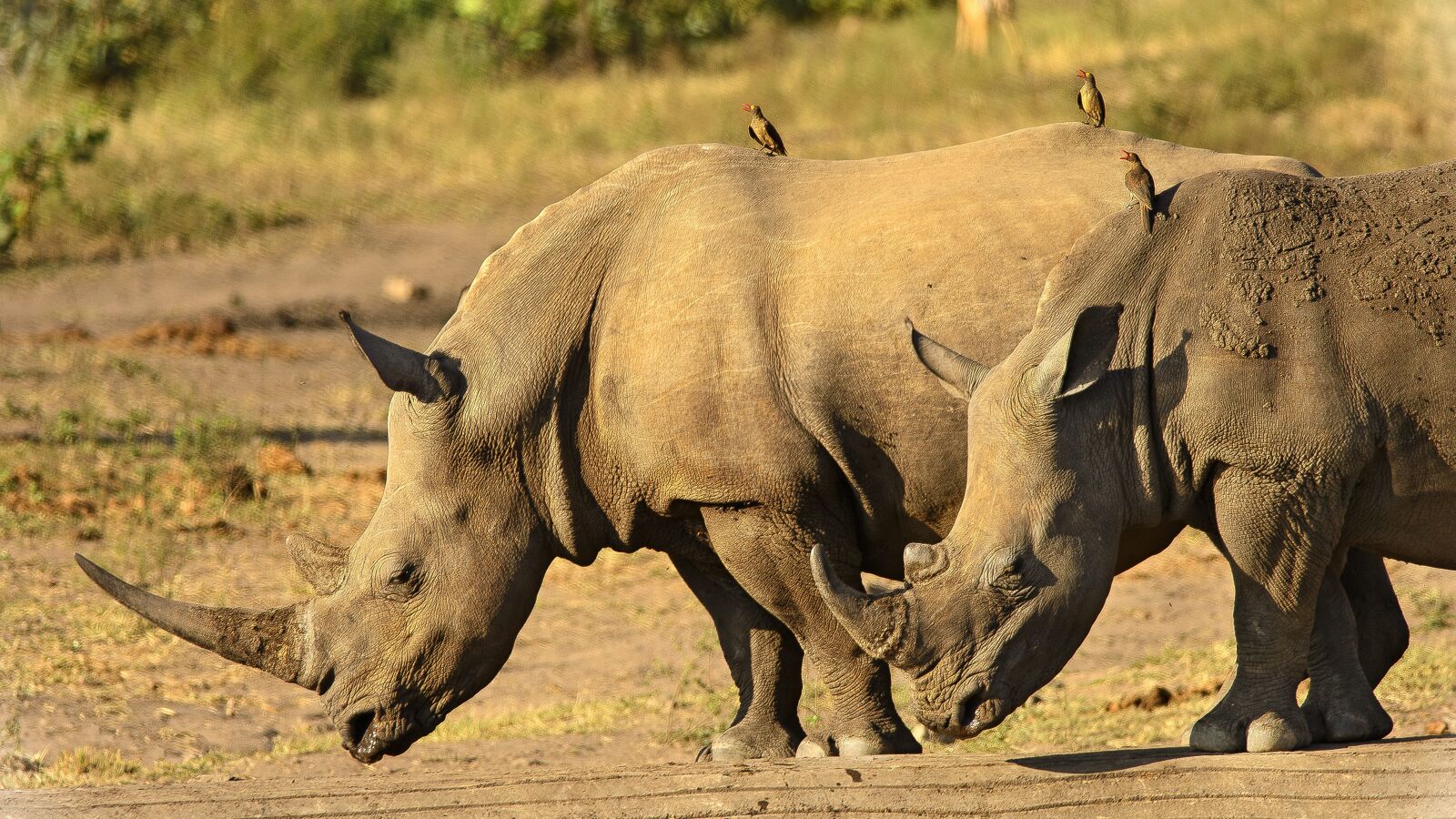 Nikon D7100 sample photo. Rhinoceros, close, horns photography
