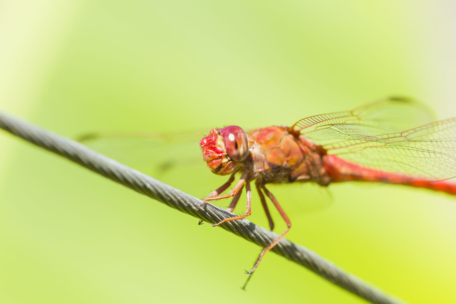 Canon EOS 7D + Canon EF 100mm F2.8 Macro USM sample photo. Dragonfly, insect, nature photography