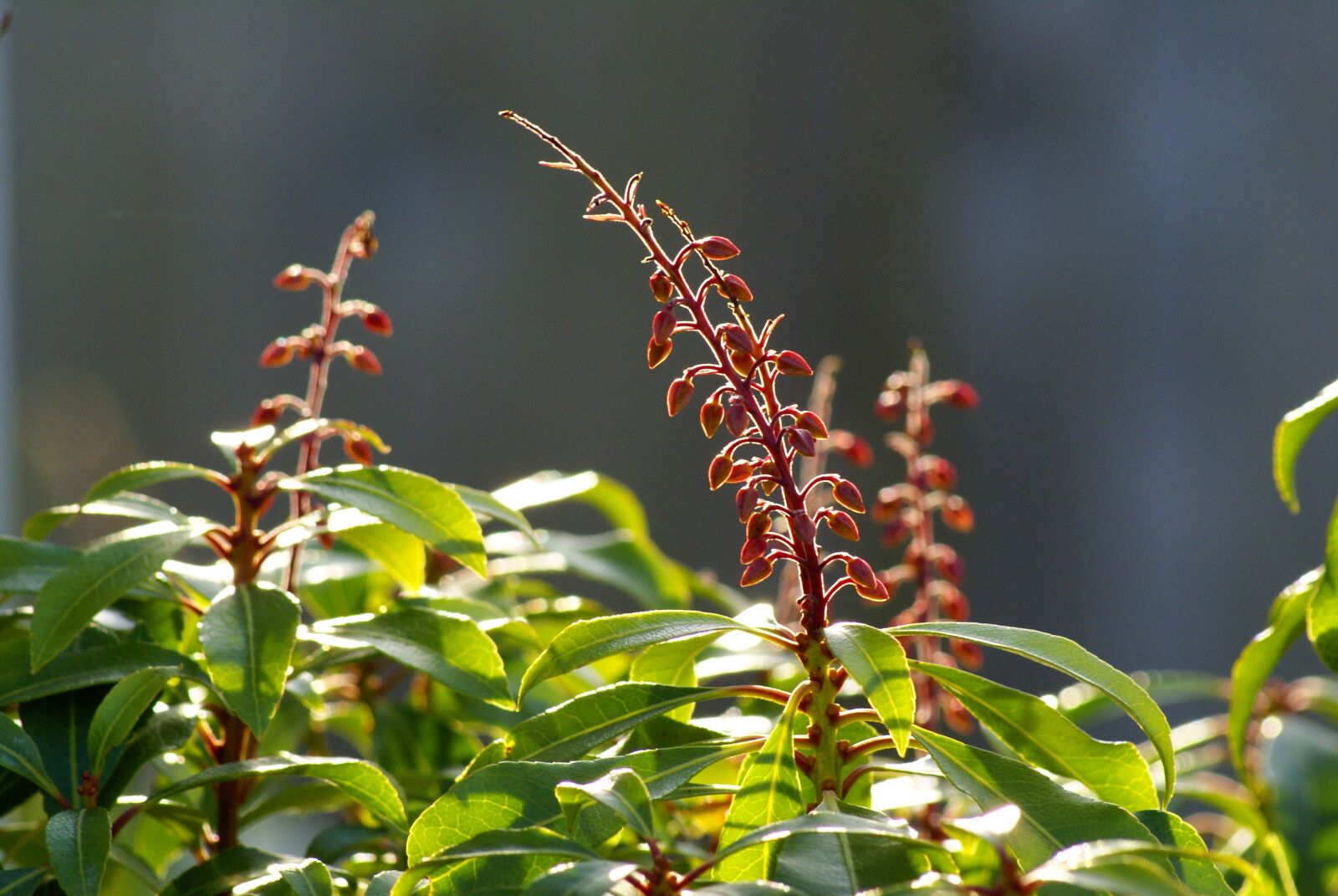 Sony Alpha DSLR-A100 sample photo. Plant, flower, nature photography