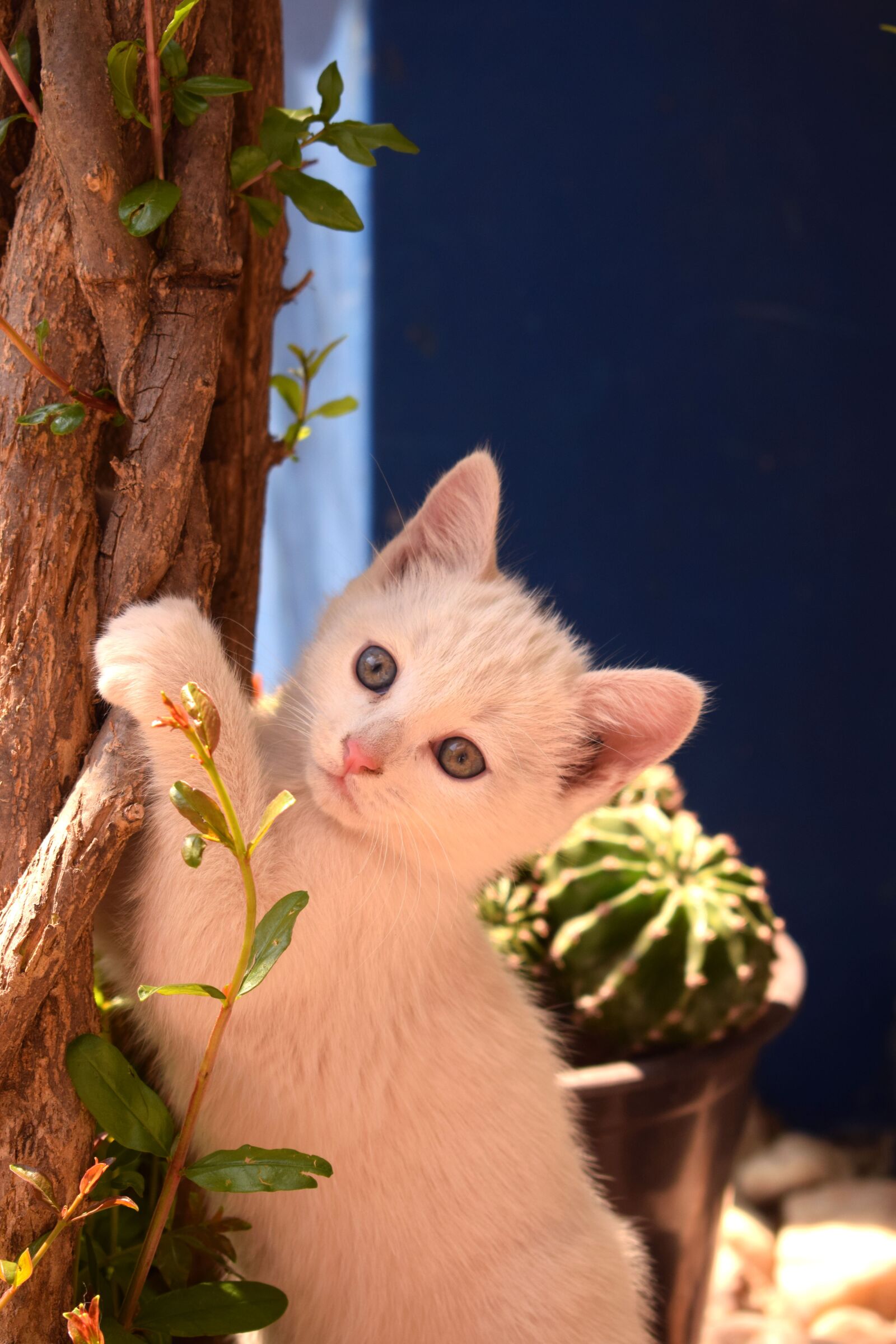 Nikon D3300 sample photo. Cat, playful, pet photography