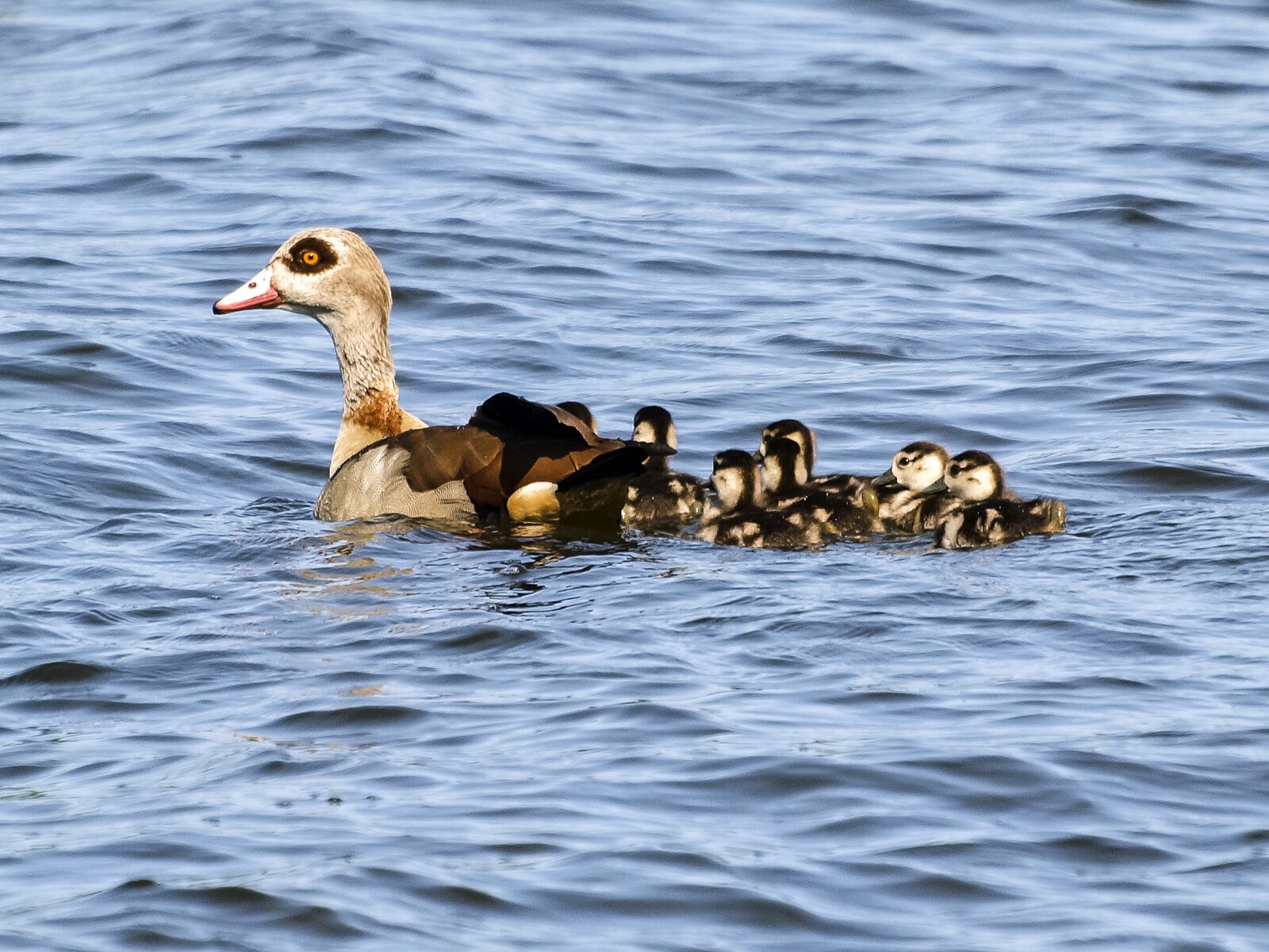 Olympus E-3 sample photo. Nilgans, goose, bird photography
