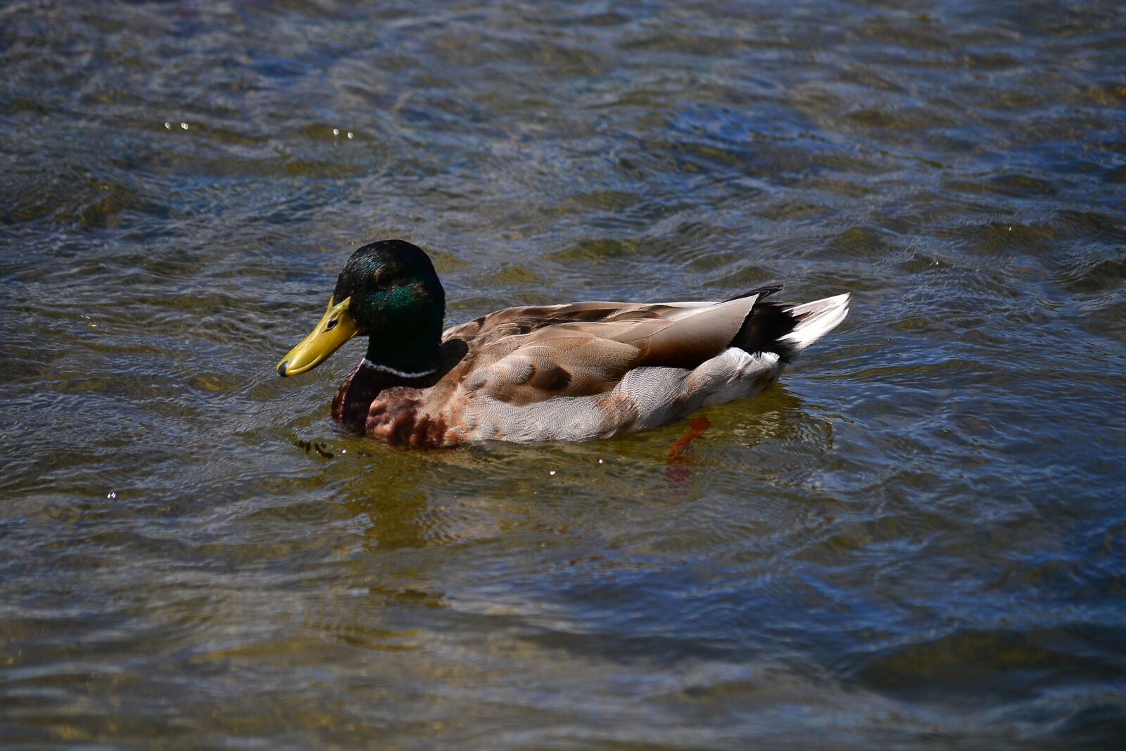 Nikon D3100 sample photo. Duck, ave, nature photography