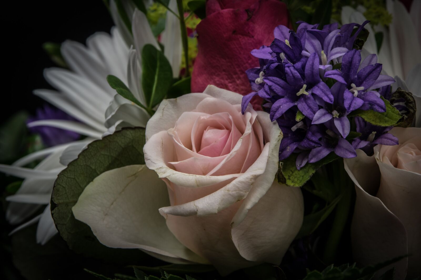 Pentax K-3 sample photo. Rose bloom, salmon, flower photography