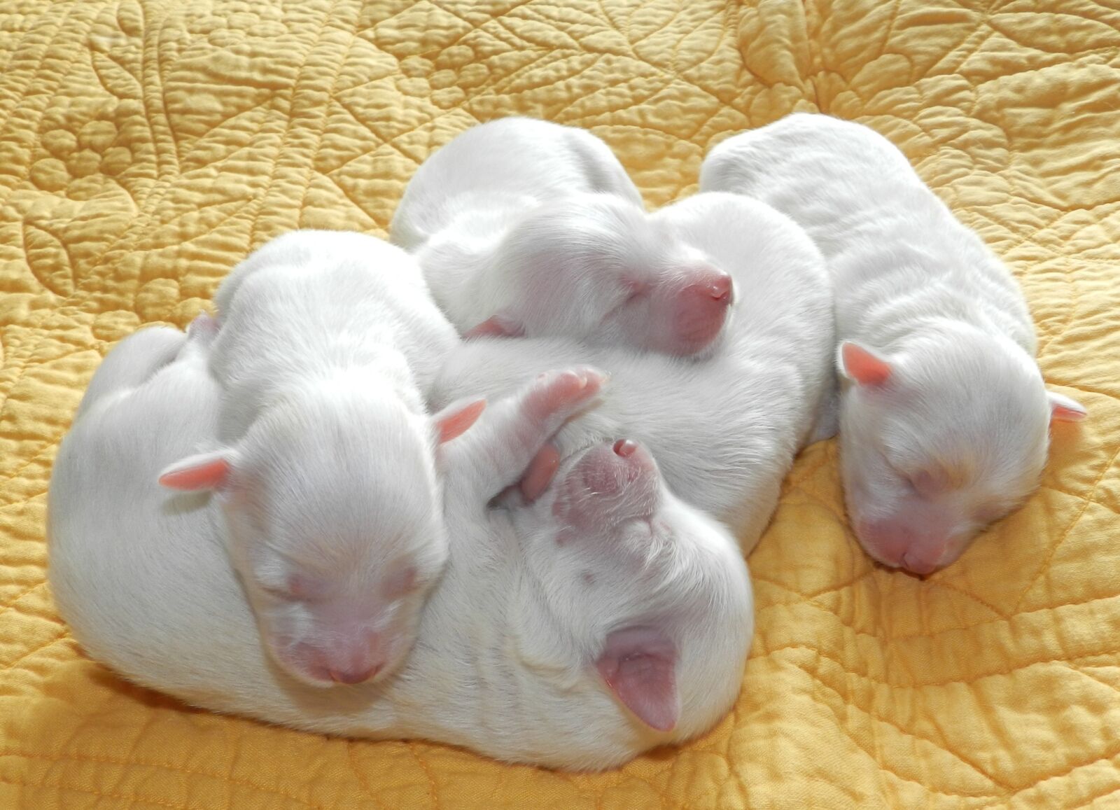 Nikon Coolpix P500 sample photo. Puppies, puppy, cotton tulear photography