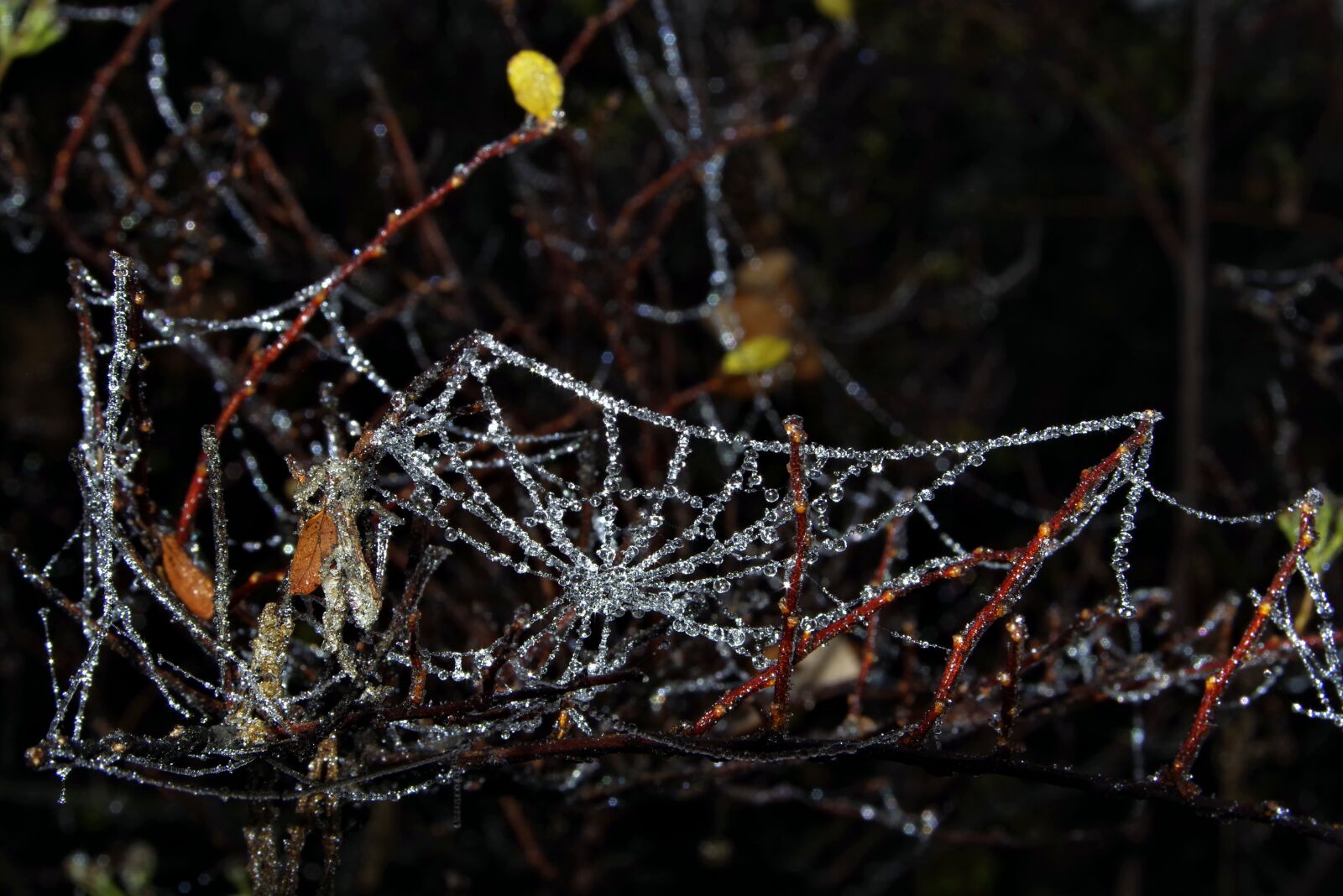 Pentax K-S2 sample photo. Spruce, cobweb, ice photography
