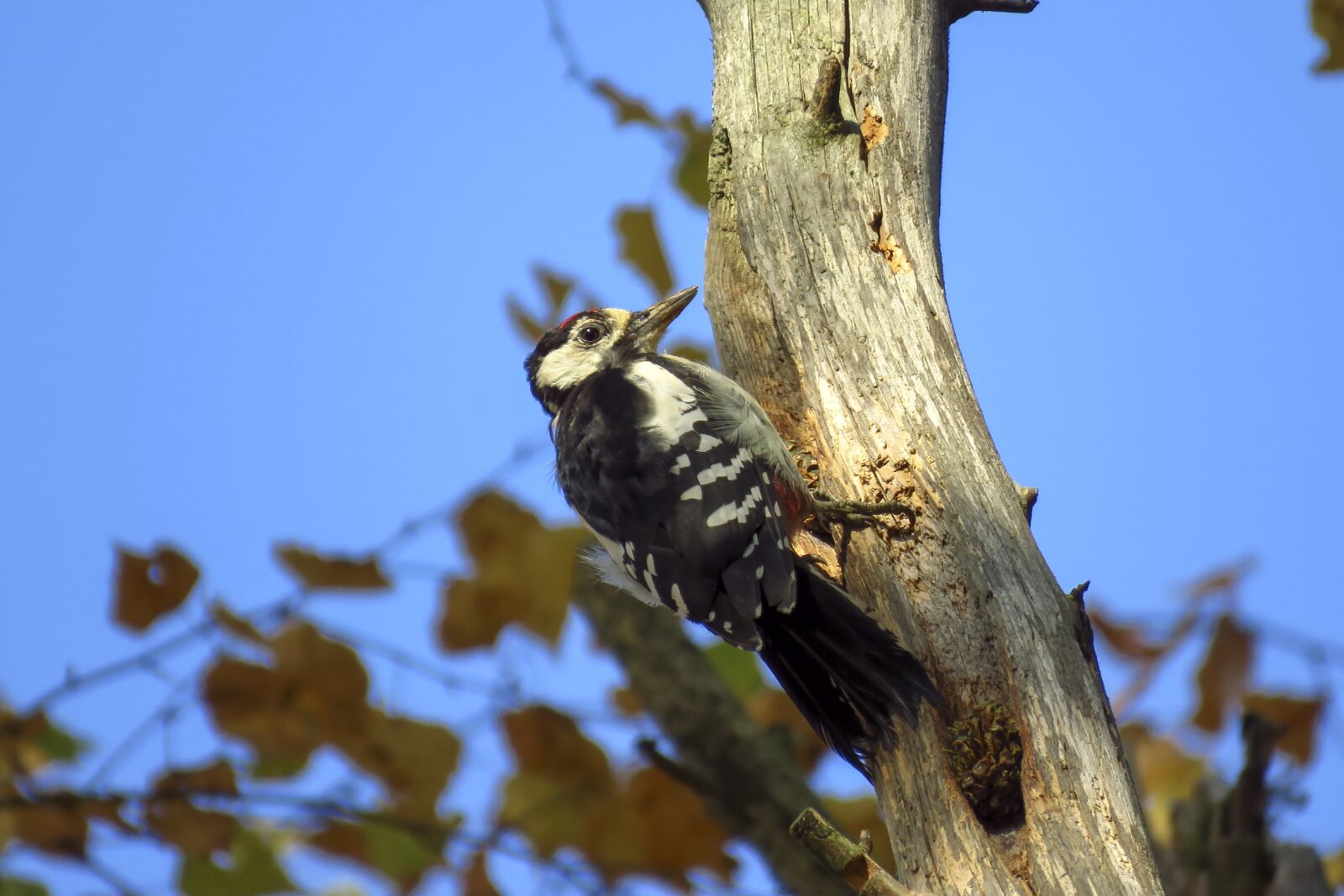 Canon PowerShot SX60 HS sample photo. Bird, woodpecker, tree photography