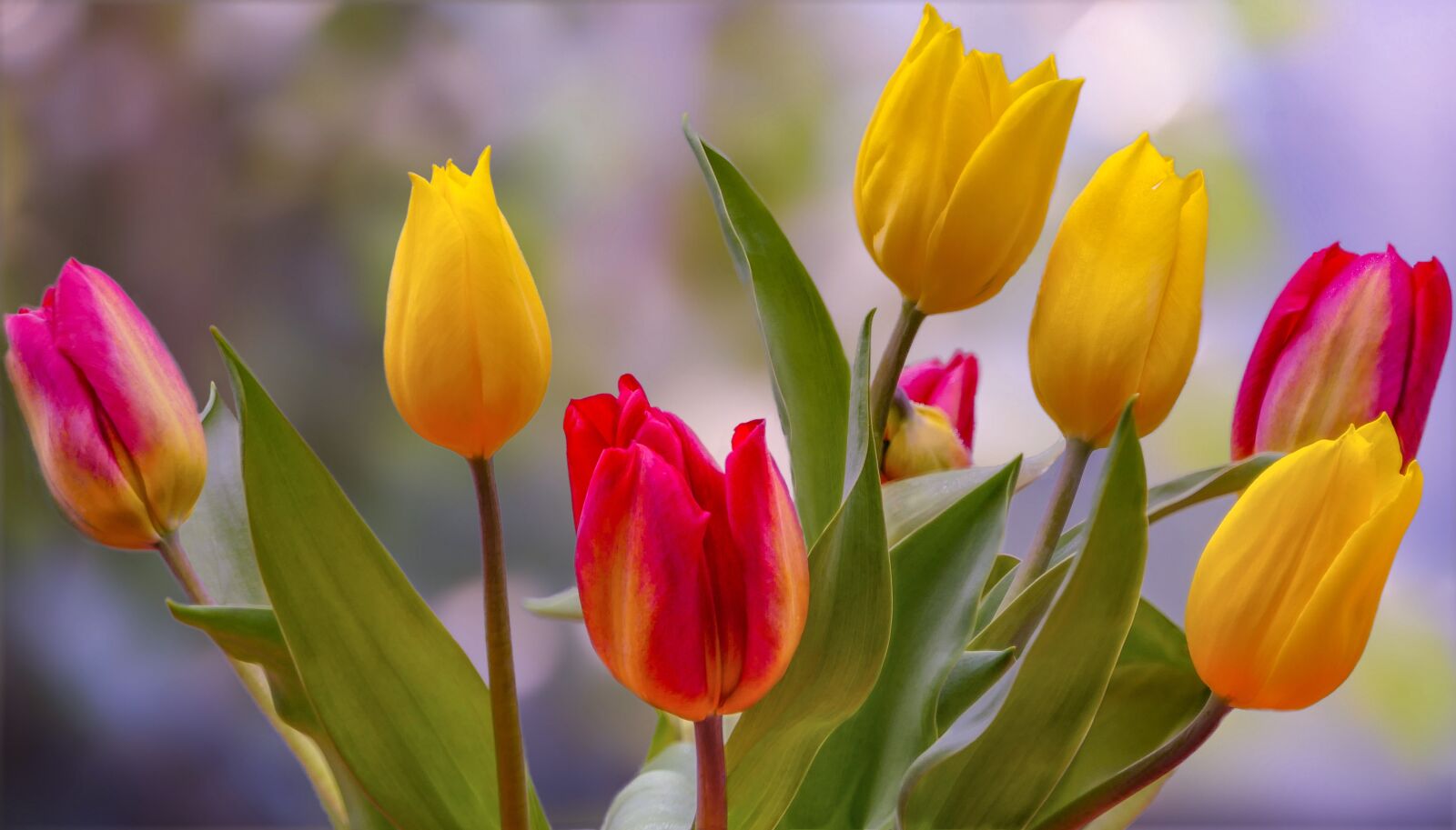 Panasonic Lumix DMC-FZ2500 (Lumix DMC-FZ2000) sample photo. Tulips, spring, colorful photography