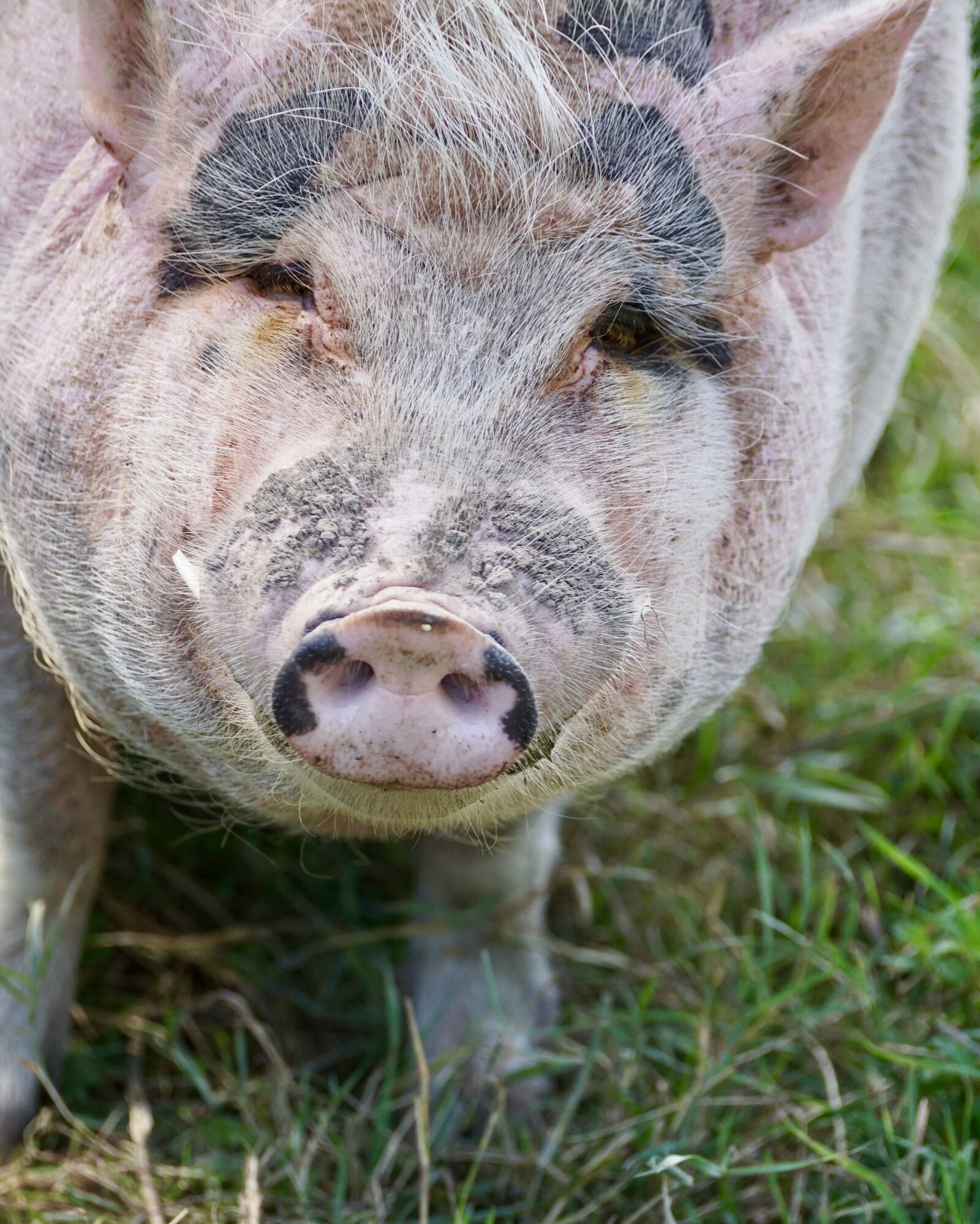 Sony DT 55-300mm F4.5-5.6 SAM sample photo. Pig, animal, happy pig photography