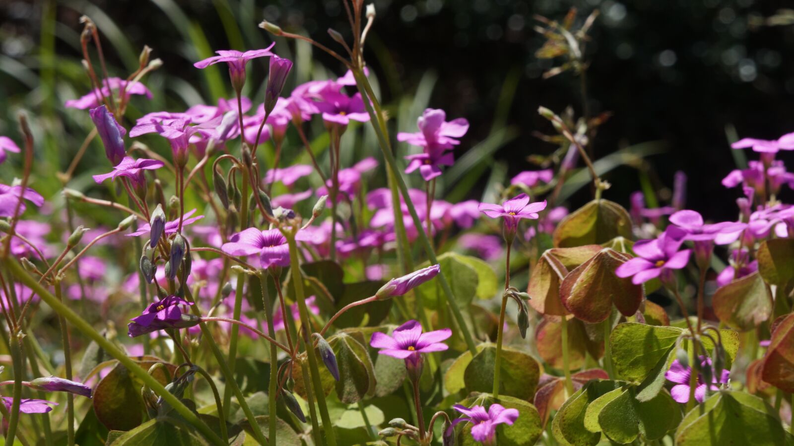 Sony Alpha a3000 + Sony E 18-55mm F3.5-5.6 OSS sample photo. Flowers, wildflower, nature photography