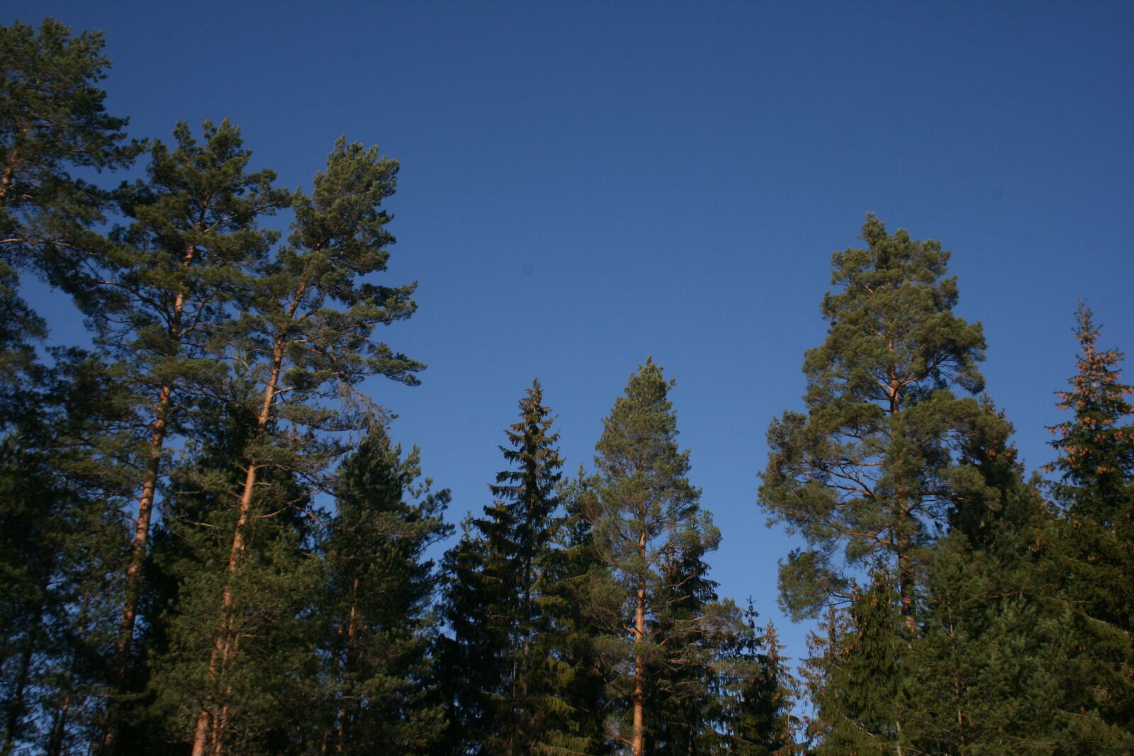 Canon EOS 400D (EOS Digital Rebel XTi / EOS Kiss Digital X) sample photo. Trees, forest, nature photography