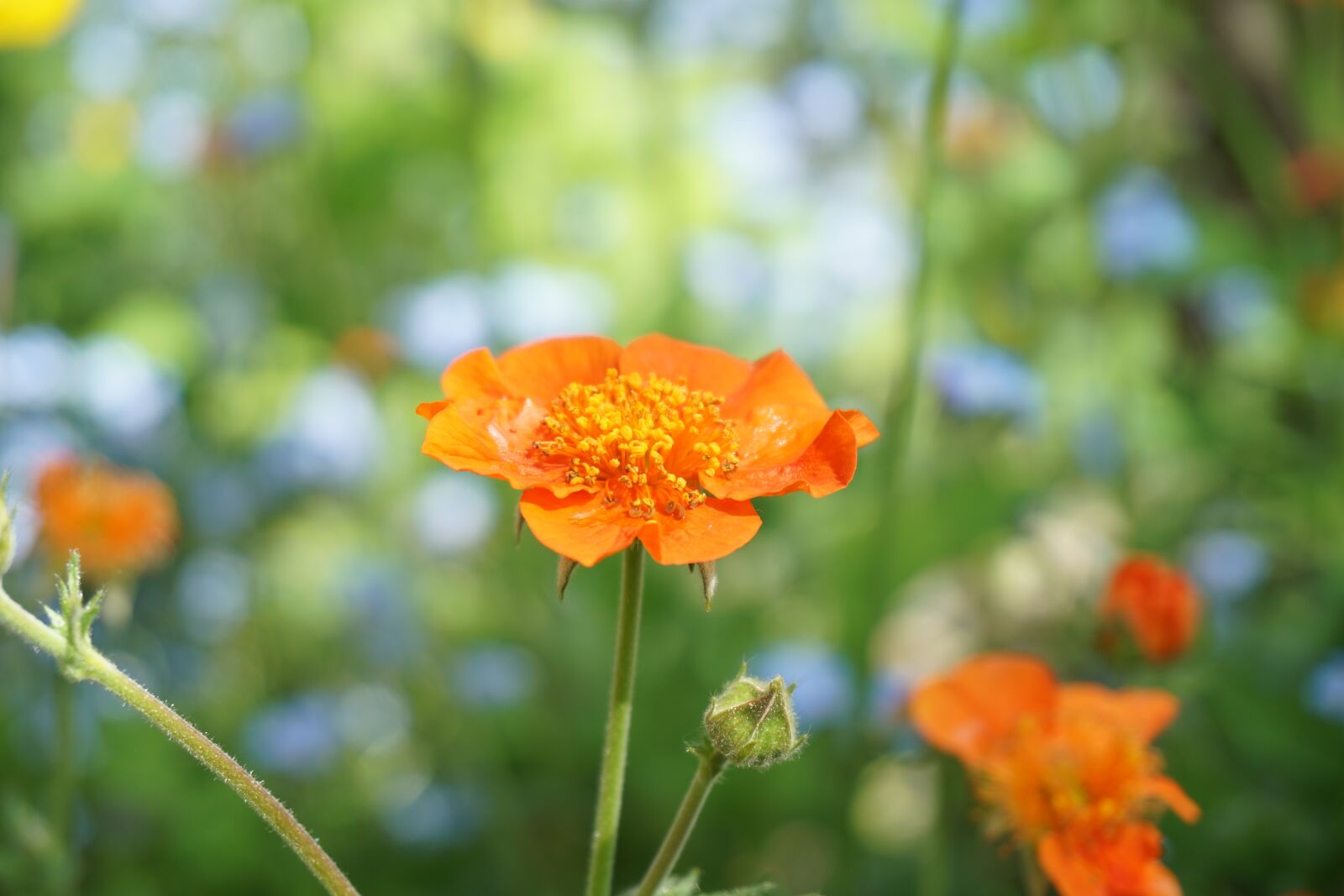 Sony a6000 sample photo. Fzmabdnjsk, wqlsd, gzvfgdzhb photography