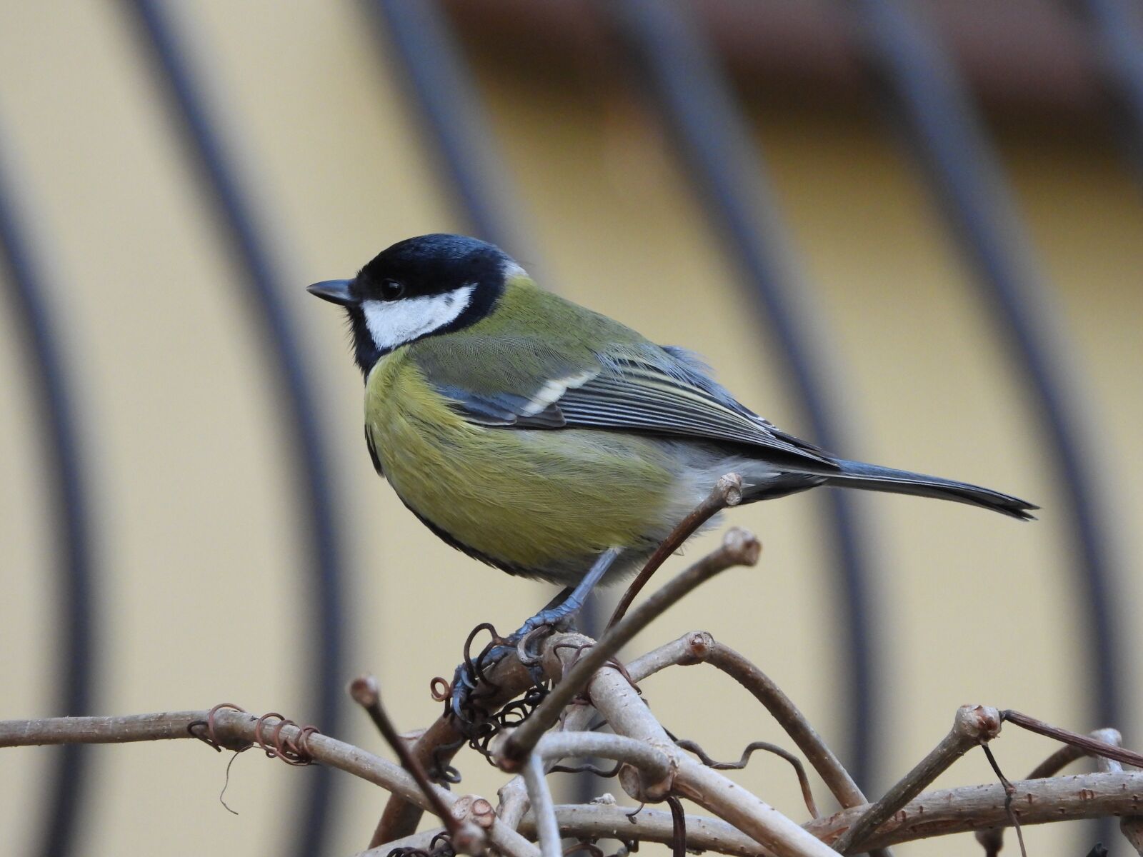 Nikon Coolpix P1000 sample photo. Chickadee, bird, autumn photography