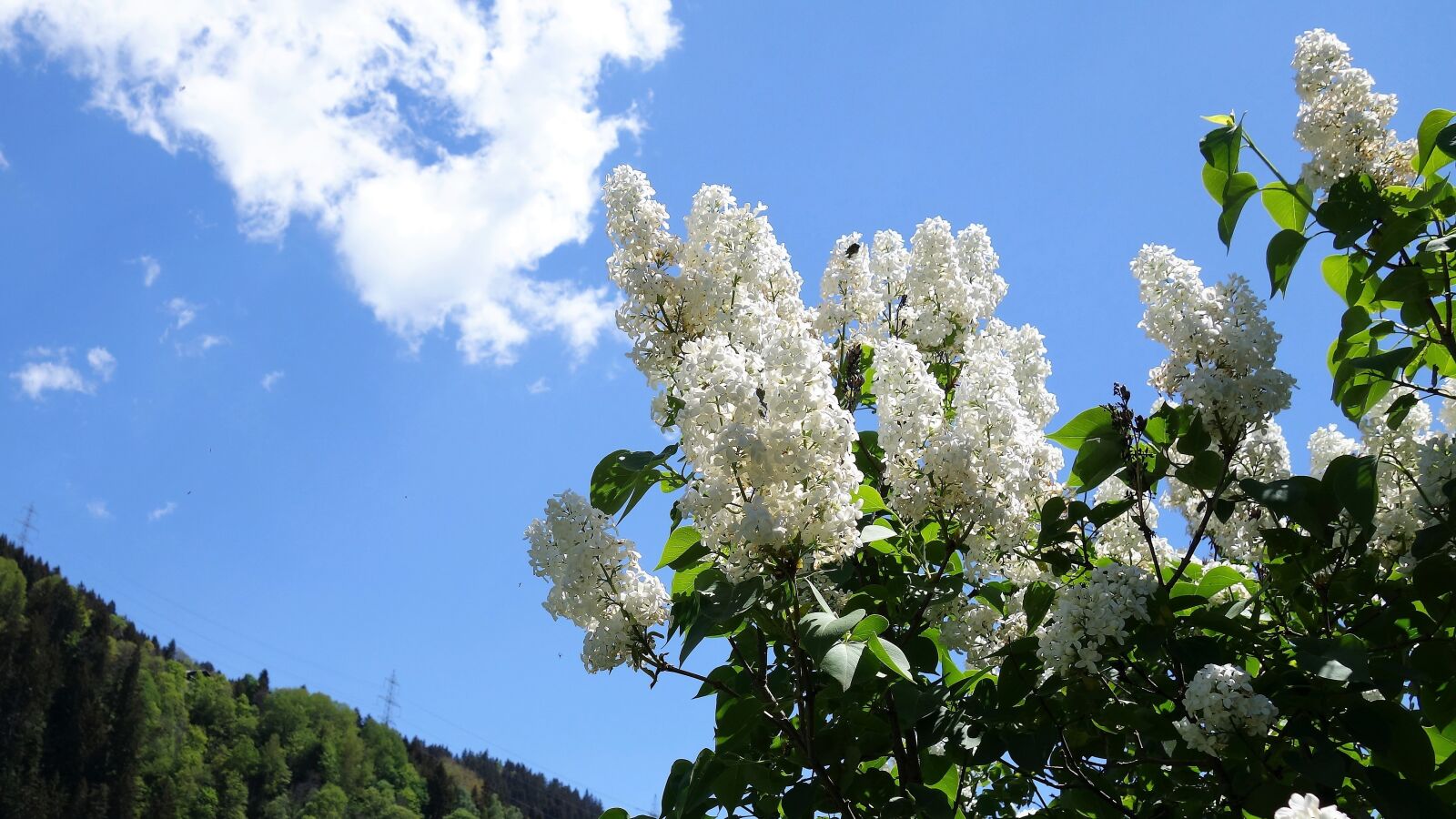 Sony Cyber-shot DSC-RX100 II sample photo. Clouds, flowers, white photography