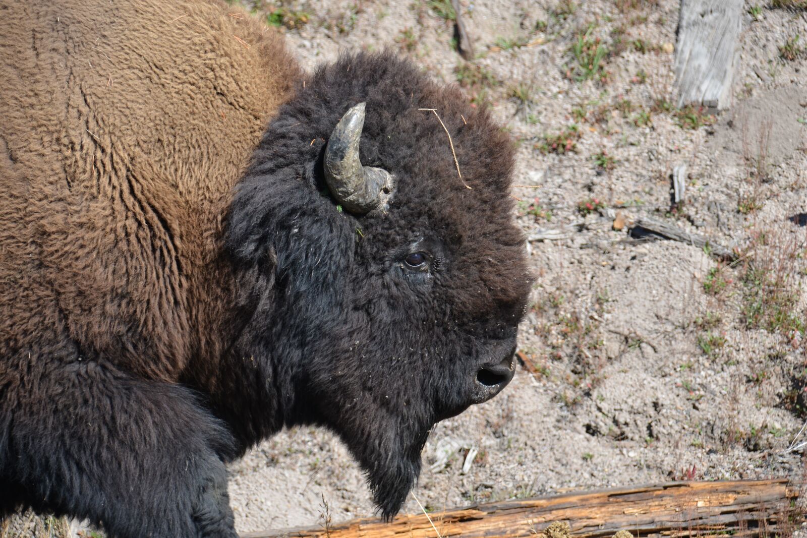 Nikon D600 sample photo. Buffalo, bison, wildlife photography