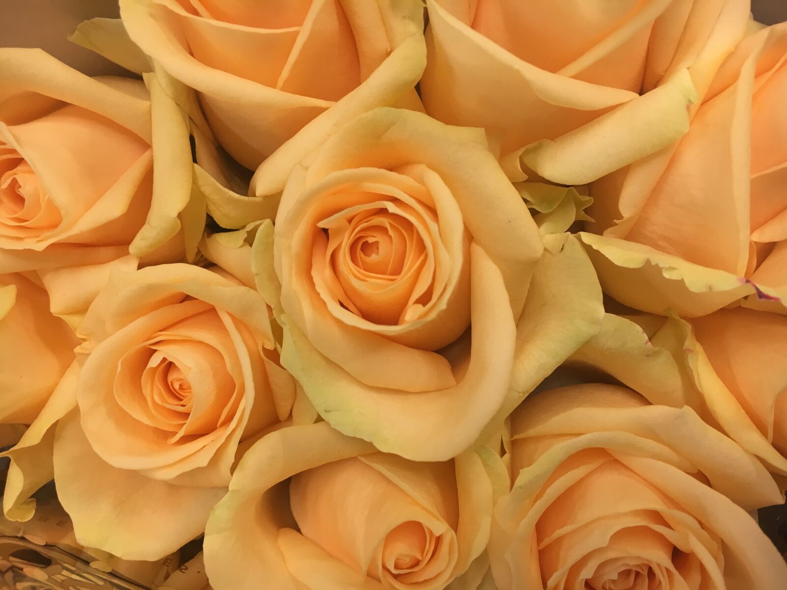 Apple iPhone 6s sample photo. Rose, flower, flowers photography