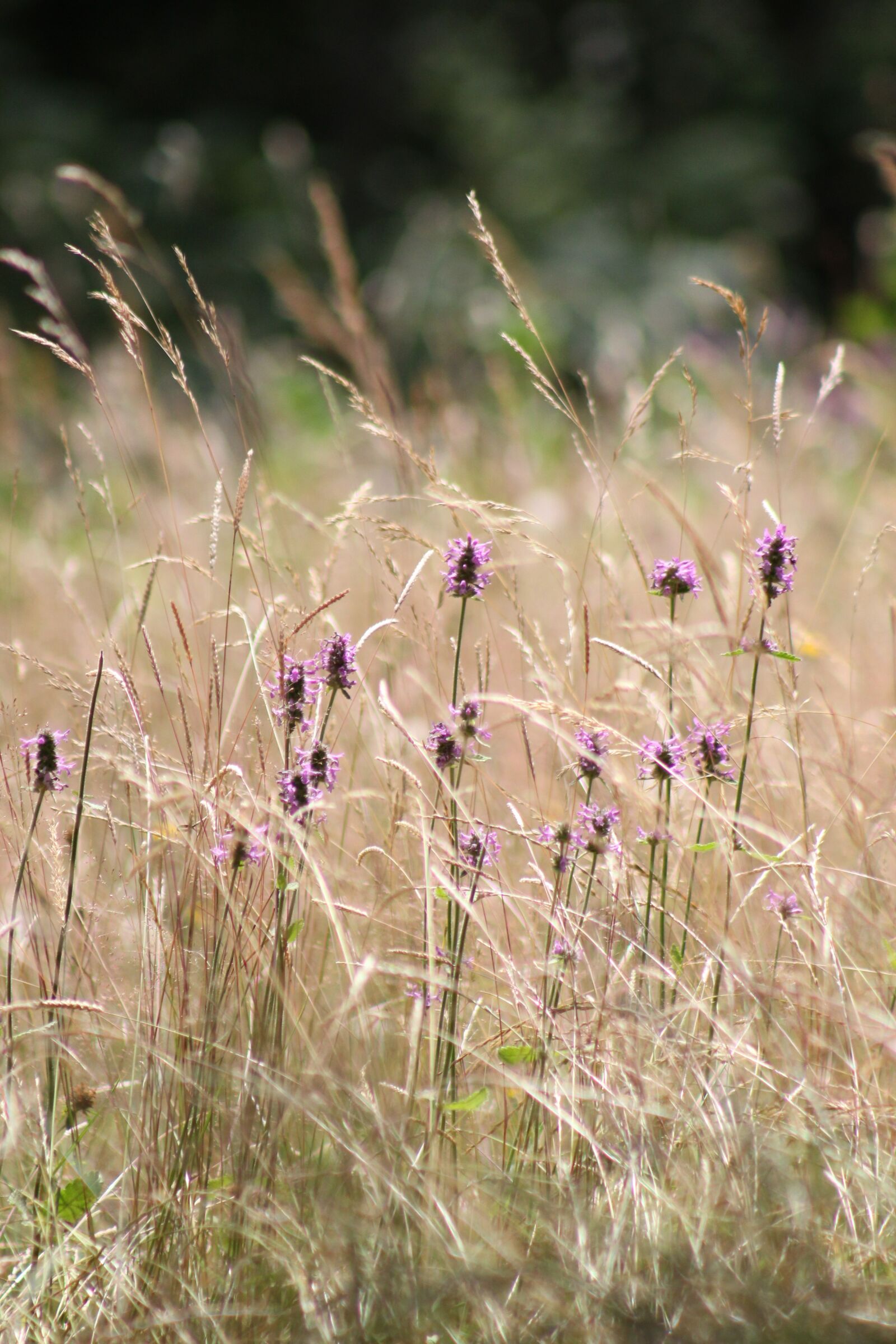 Canon EOS 550D (EOS Rebel T2i / EOS Kiss X4) sample photo. Meadow, flowers, summer photography