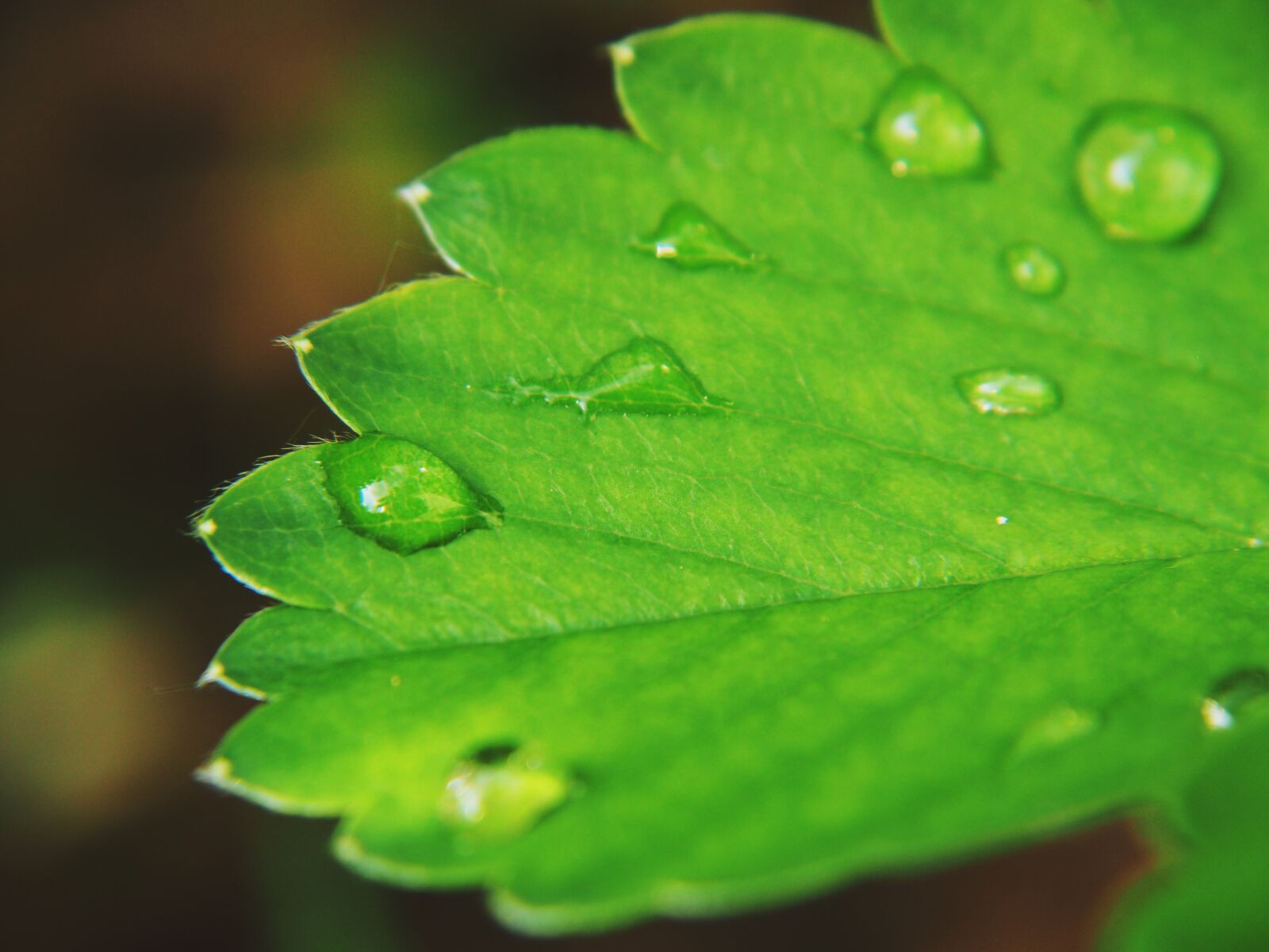 Olympus OM-D E-M10 sample photo. Water, drip, rain photography