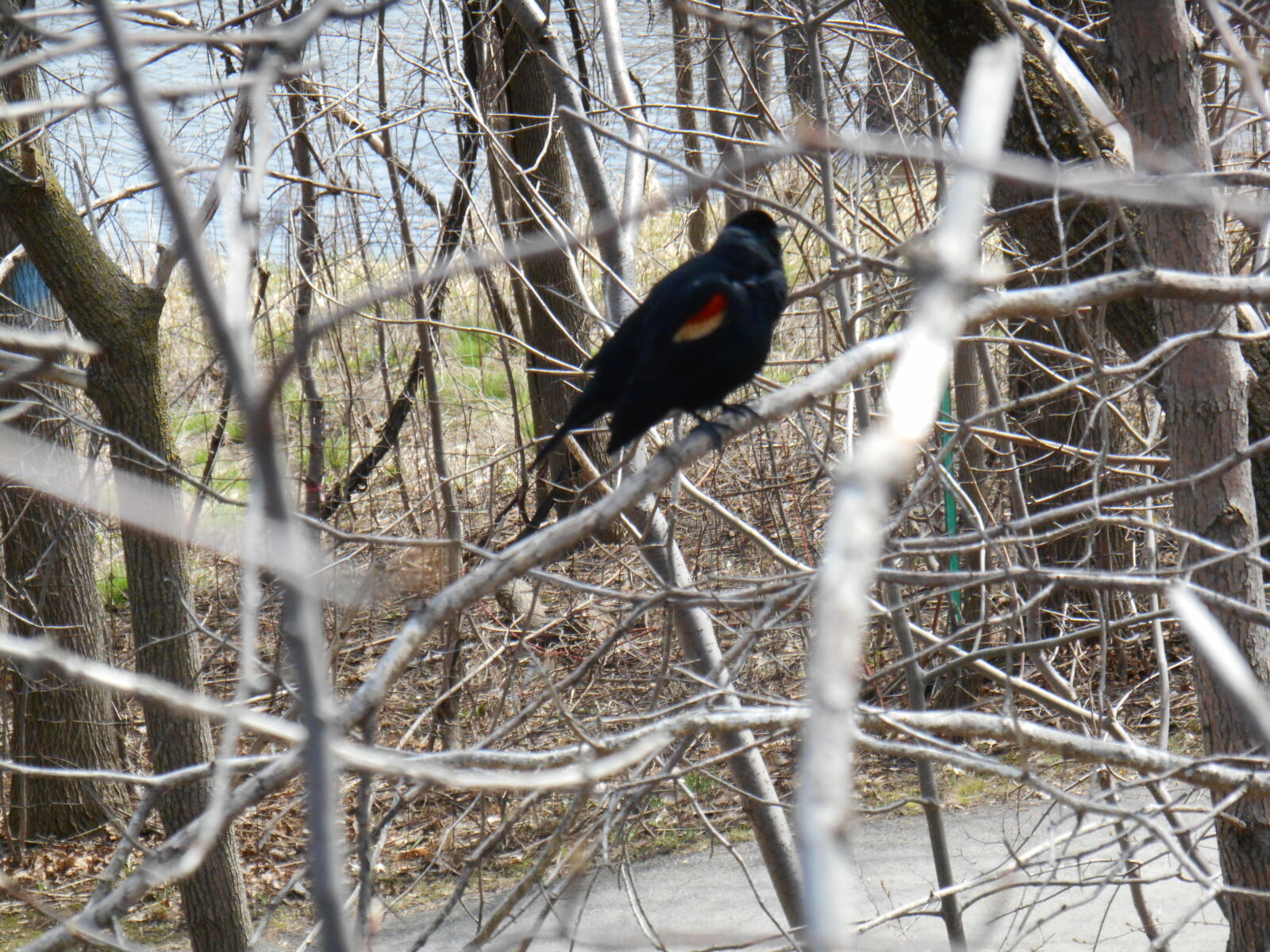 Nikon Coolpix S3500 sample photo. Foret, oiseau photography