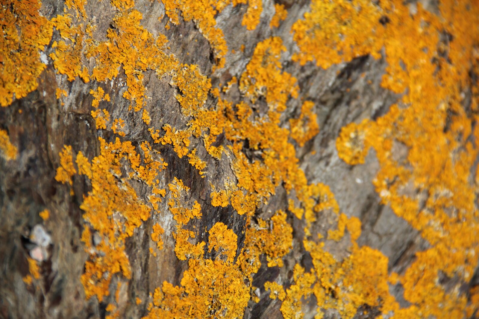 Canon EF-S 18-135mm F3.5-5.6 IS sample photo. Foam, lichen, yellow photography