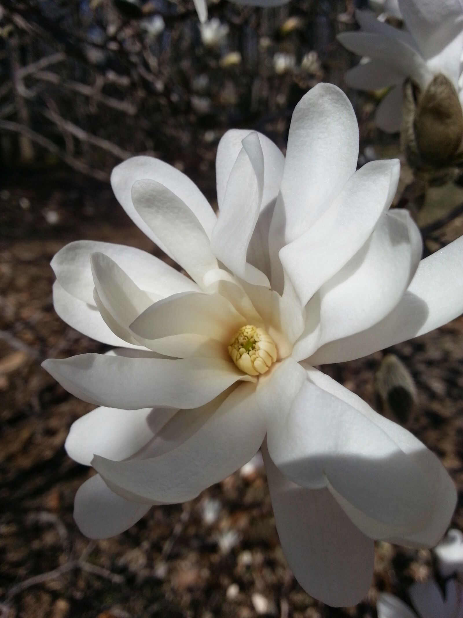 Samsung Galaxy S3 sample photo. White, flower, magnolia photography