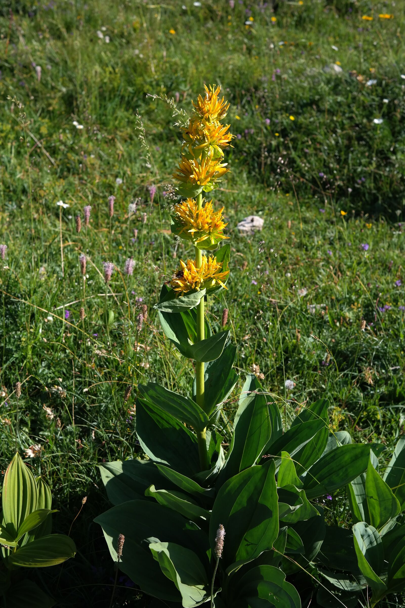 Samsung NX300 sample photo. Yellow gentian, blossom, bloom photography