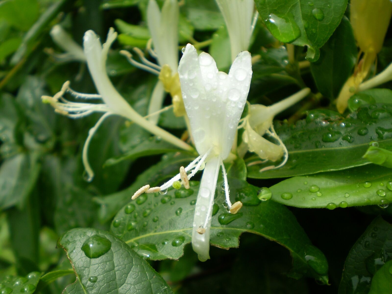 Olympus FE210,X775 sample photo. Honeysuckle, vine, fragrant flowers photography