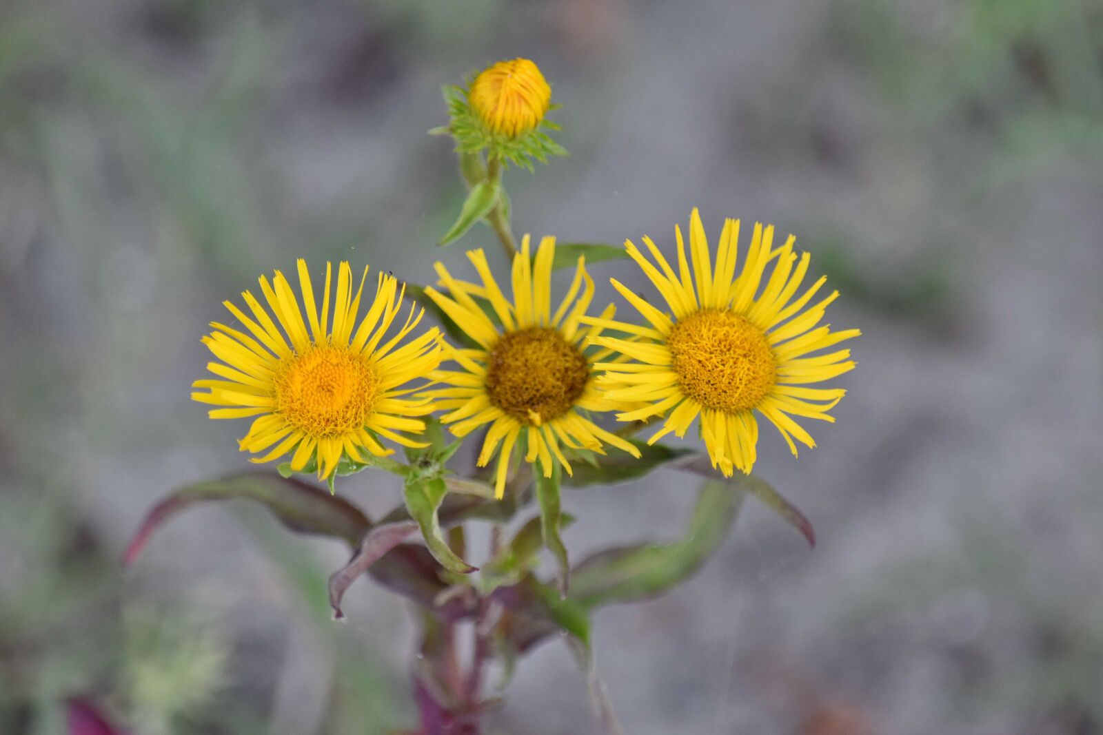 Nikon D5500 sample photo. Flower, flora, herb, plant photography