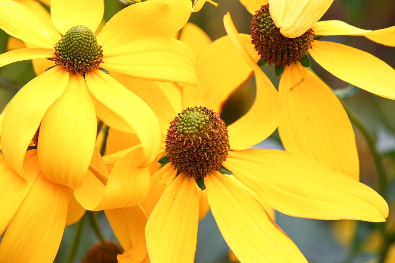 Canon EOS 1100D (EOS Rebel T3 / EOS Kiss X50) sample photo. Coneflower, yellow coneflower, rudbeckia photography