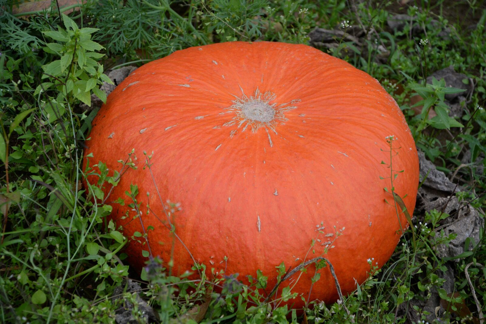 Nikon D5200 sample photo. Pumpkin, orange, one photography