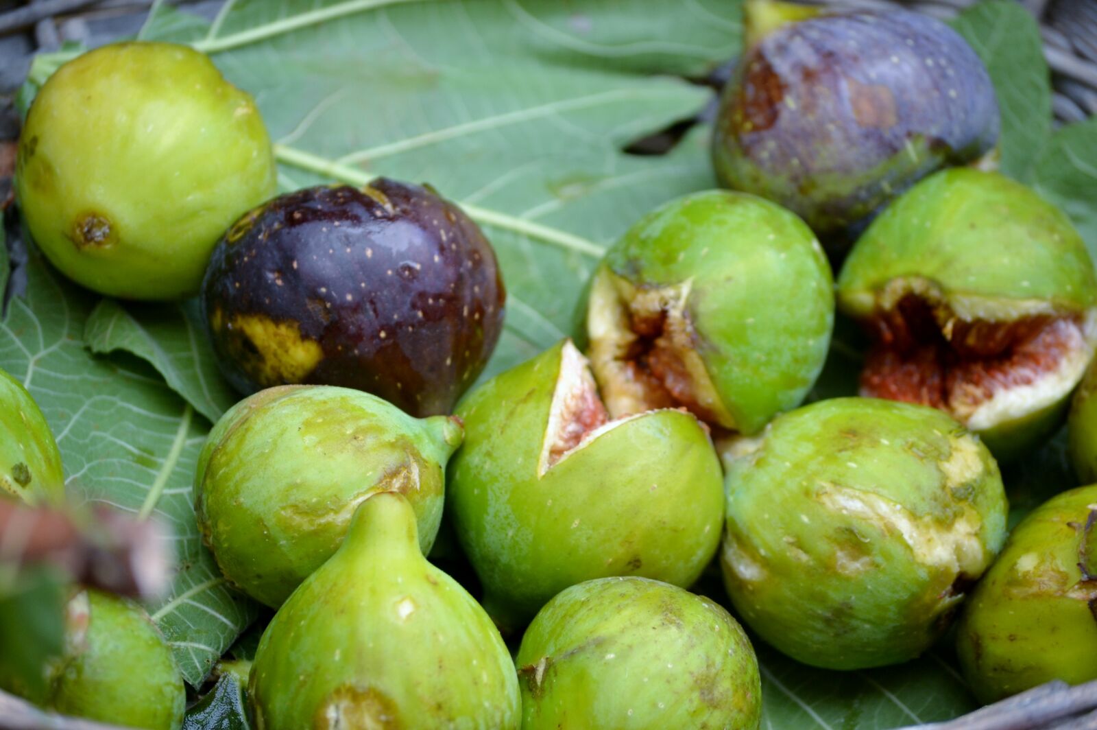 Nikon D3100 sample photo. Figs, purple, green photography