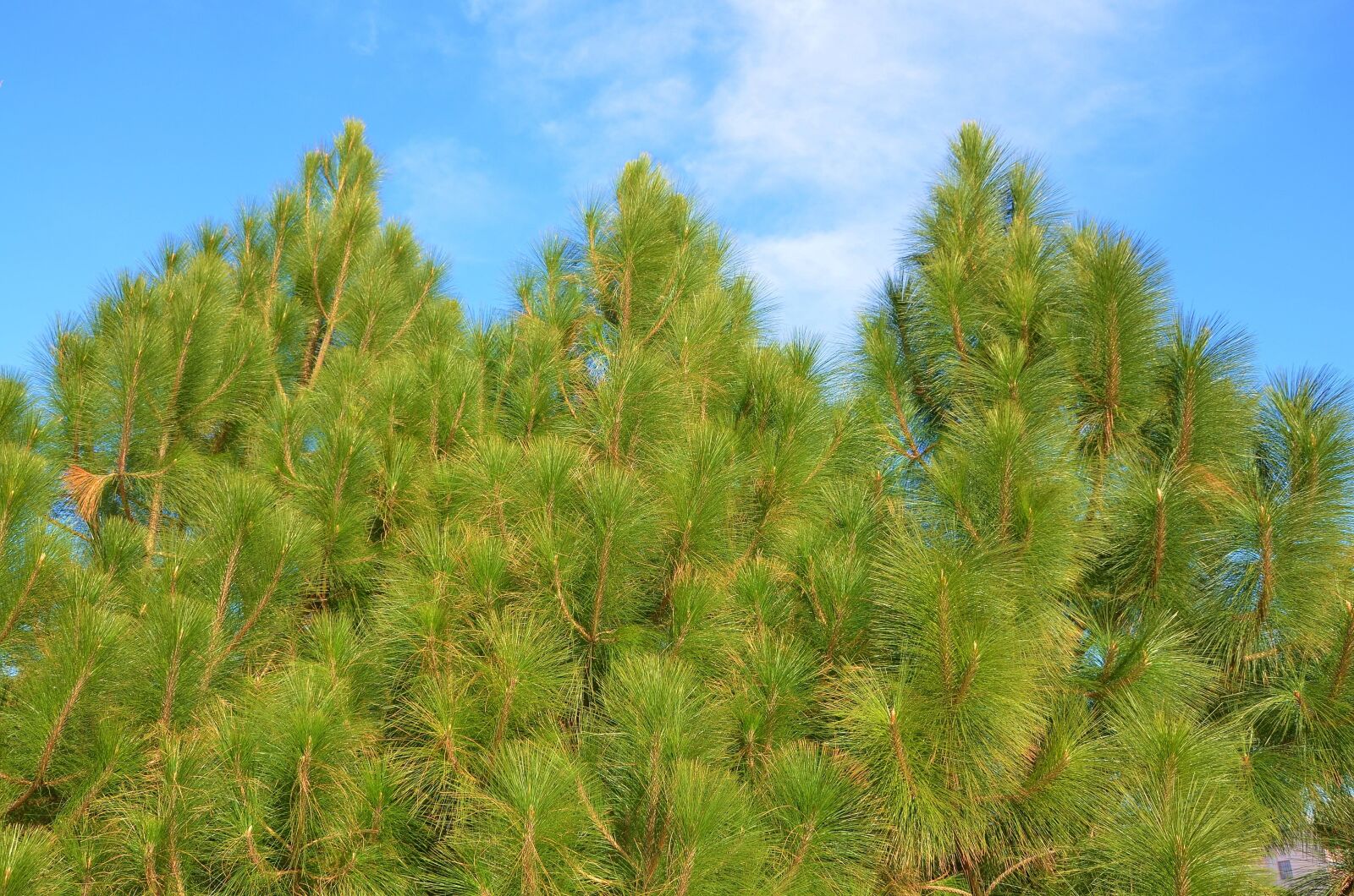 Nikon D7000 sample photo. Tree, green, nature photography