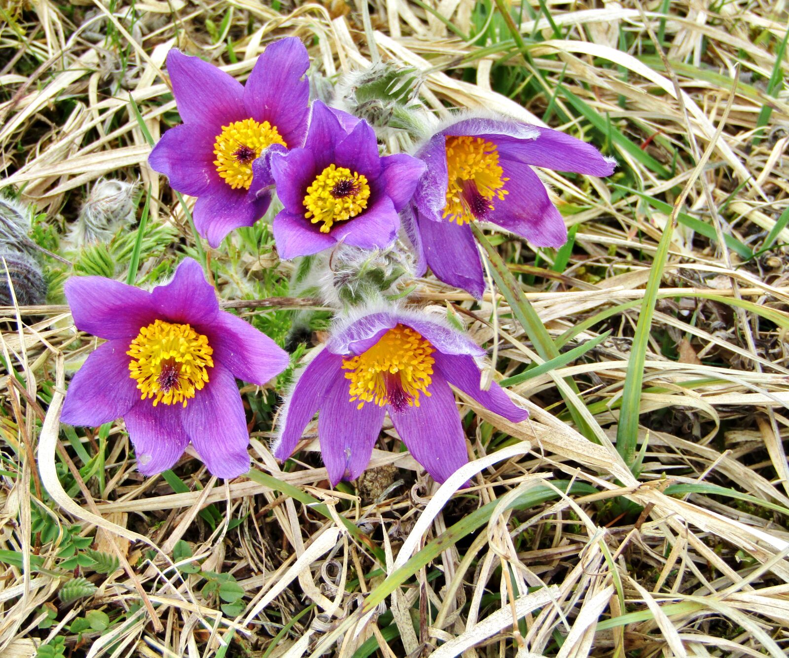 Canon POWERSHOT SX432 IS sample photo. Pasque flower, pasqueflower, flowers photography