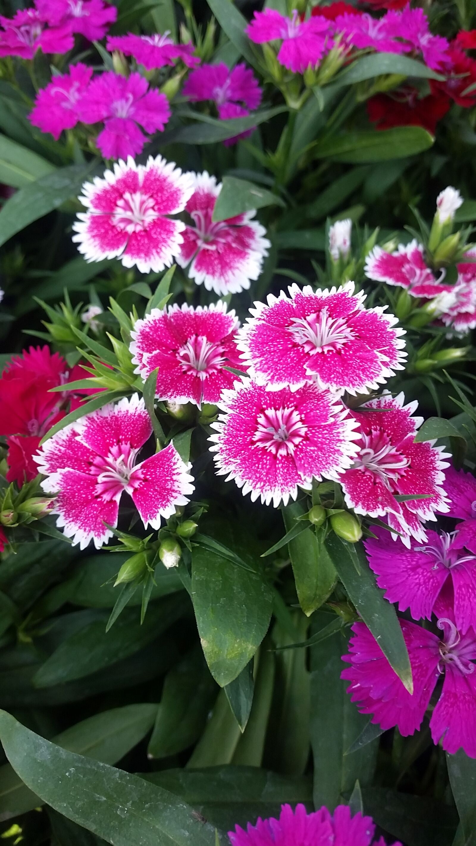 Samsung Galaxy S5 sample photo. Flower, pinck, nature photography