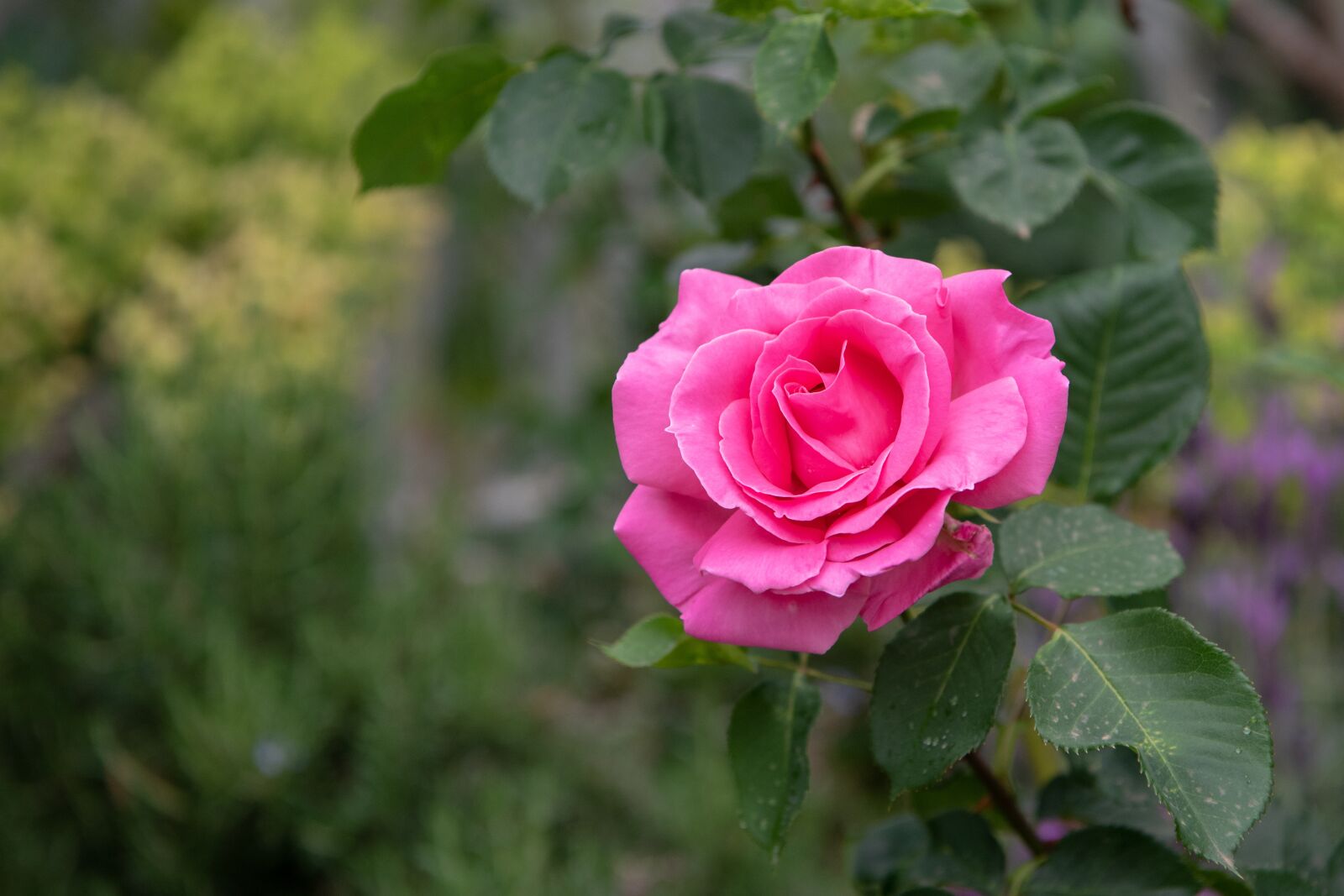 Nikon D750 sample photo. Rose, flower, bloom photography