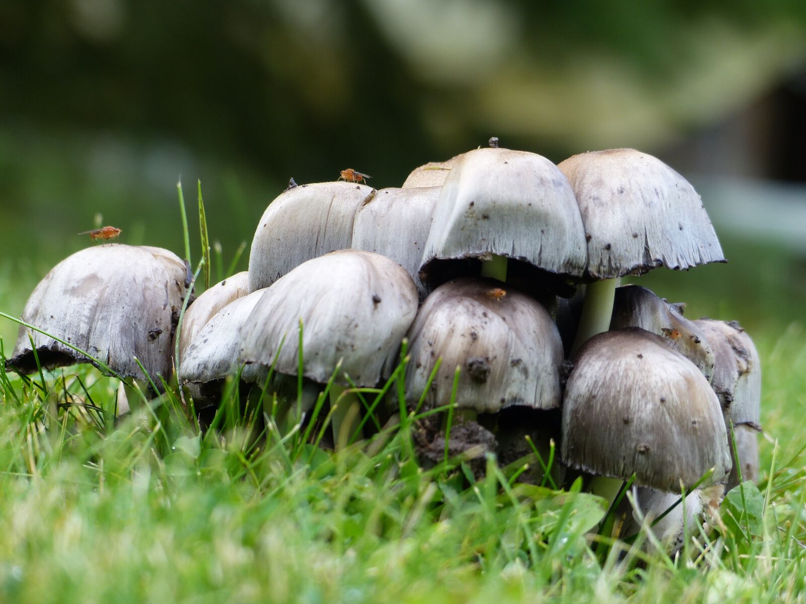 Panasonic Lumix DMC-FZ200 sample photo. Mushroom, pile, forest photography