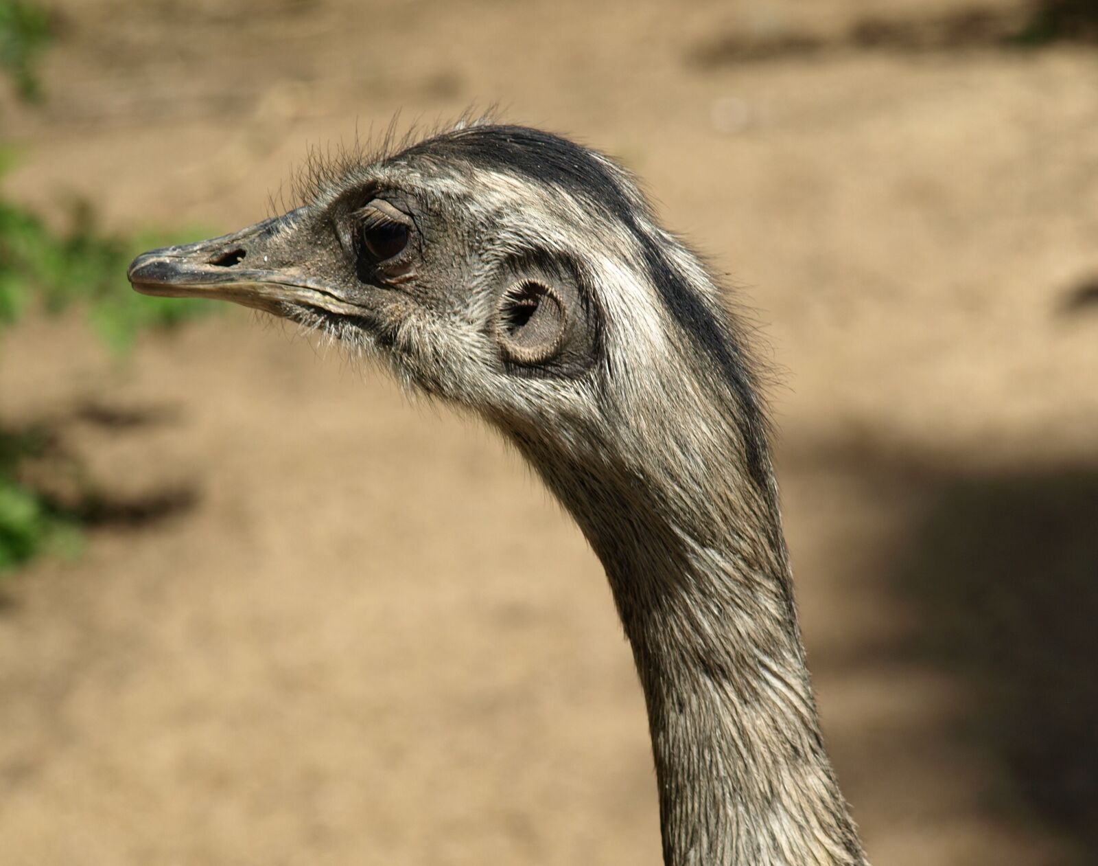 Olympus E-510 (EVOLT E-510) sample photo. Rhea bird, flightless bird photography