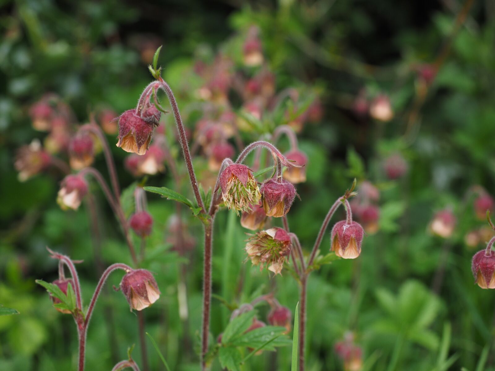 Olympus OM-D E-M1 + Olympus M.Zuiko Digital ED 12-40mm F2.8 Pro sample photo. Pointed flower, avens, geum photography
